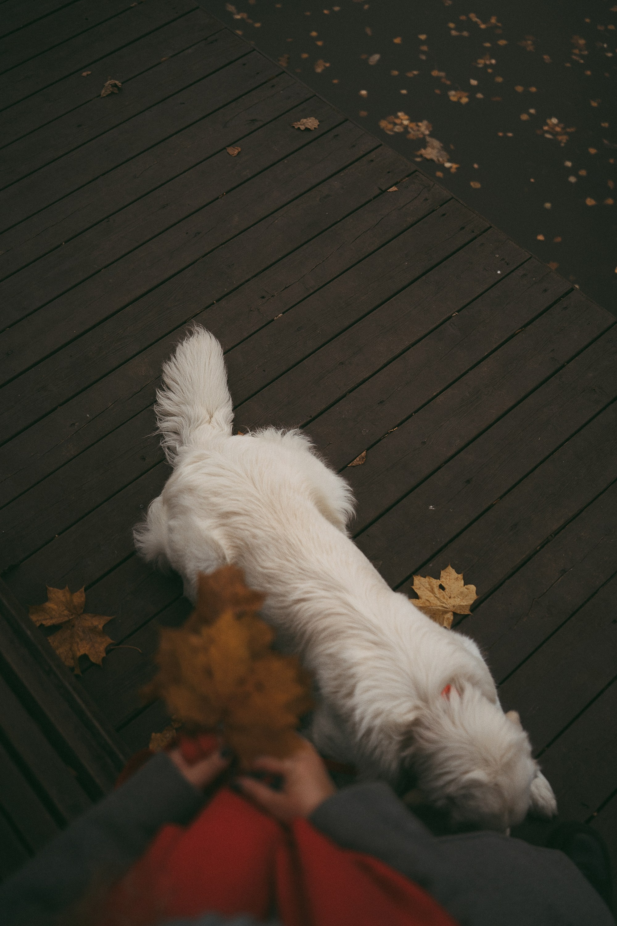 Лена и Мерлин. Фотограф анималист в Москве и Санкт-Петербурге Свиридова Анна