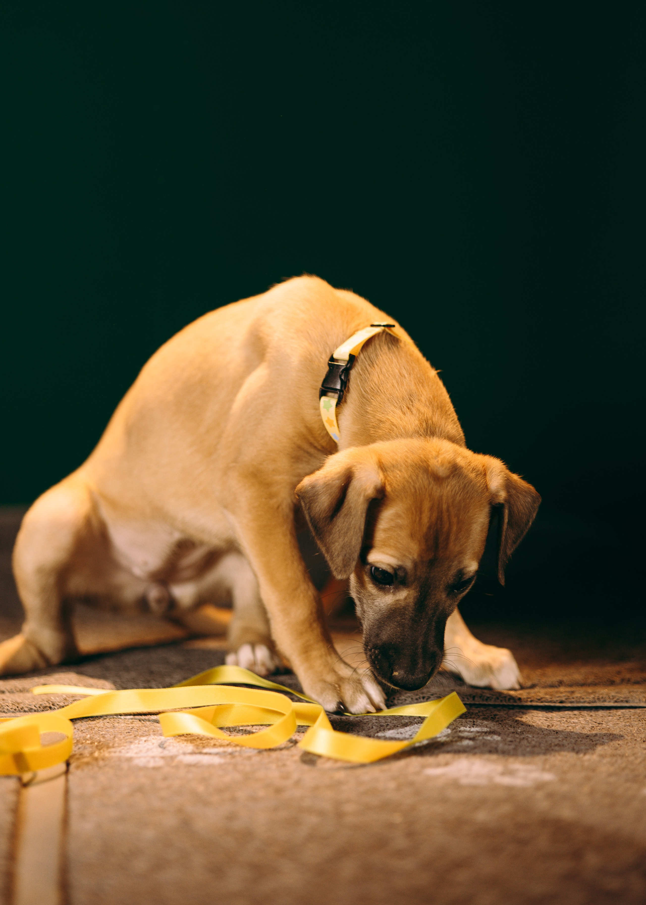Щенки SL. Анна Самохина. Фотограф. Москва