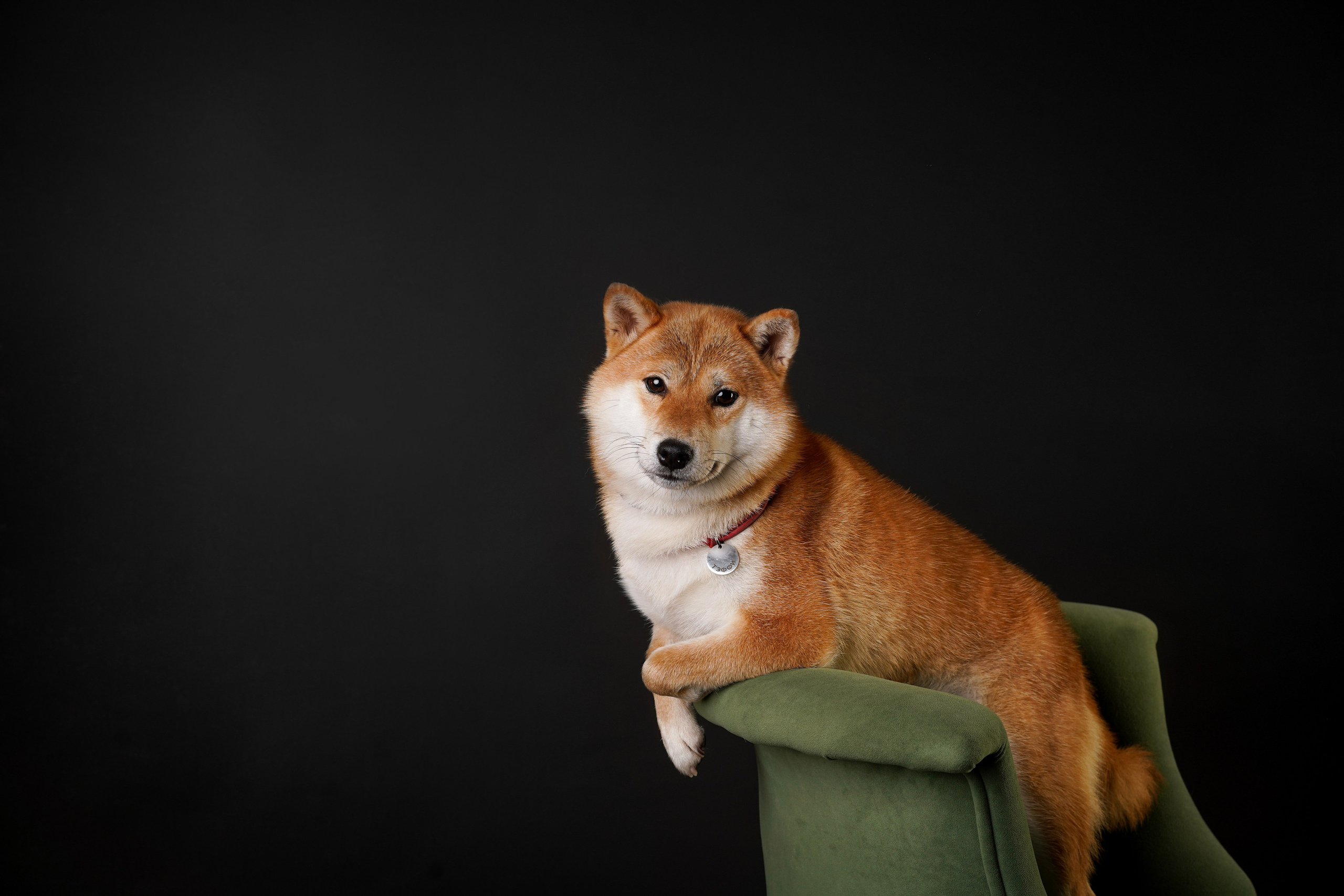 Ксюша, сиба Тэффи и австралийцы Арчи и Нэо. Фотограф-анималист в Санкт-Петербурге Яна Мартынова