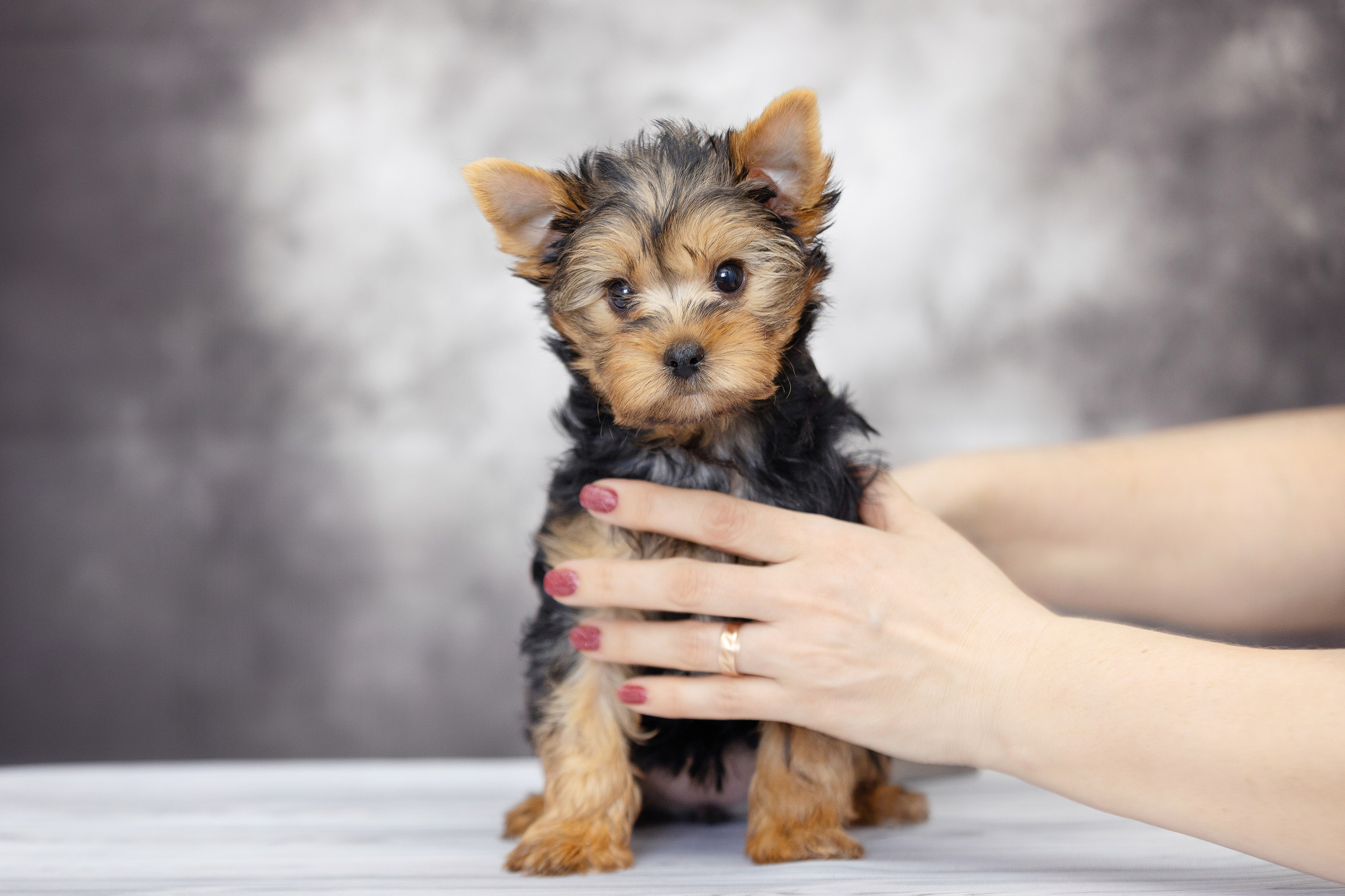Щенки. Slavilada-Лапки. Свет. Любовь… Профессиональная фотосессия питомцев Для памяти, пристройства и продажи. Хабаровск