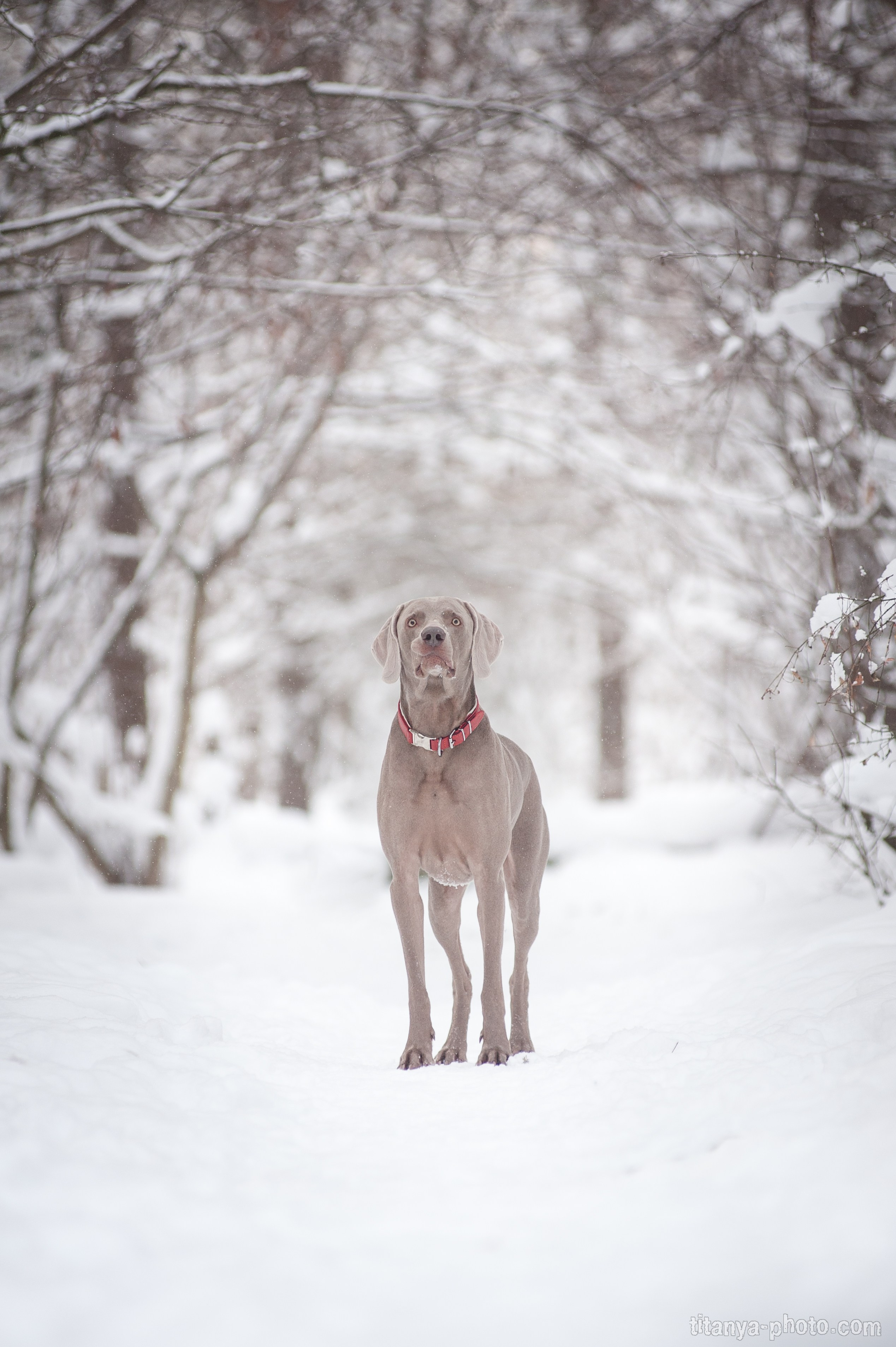 Фотография собак, фотограф-анималист Москва. Фотограф собак, фотограф-анималист Аня Титова (Titanya). Москва