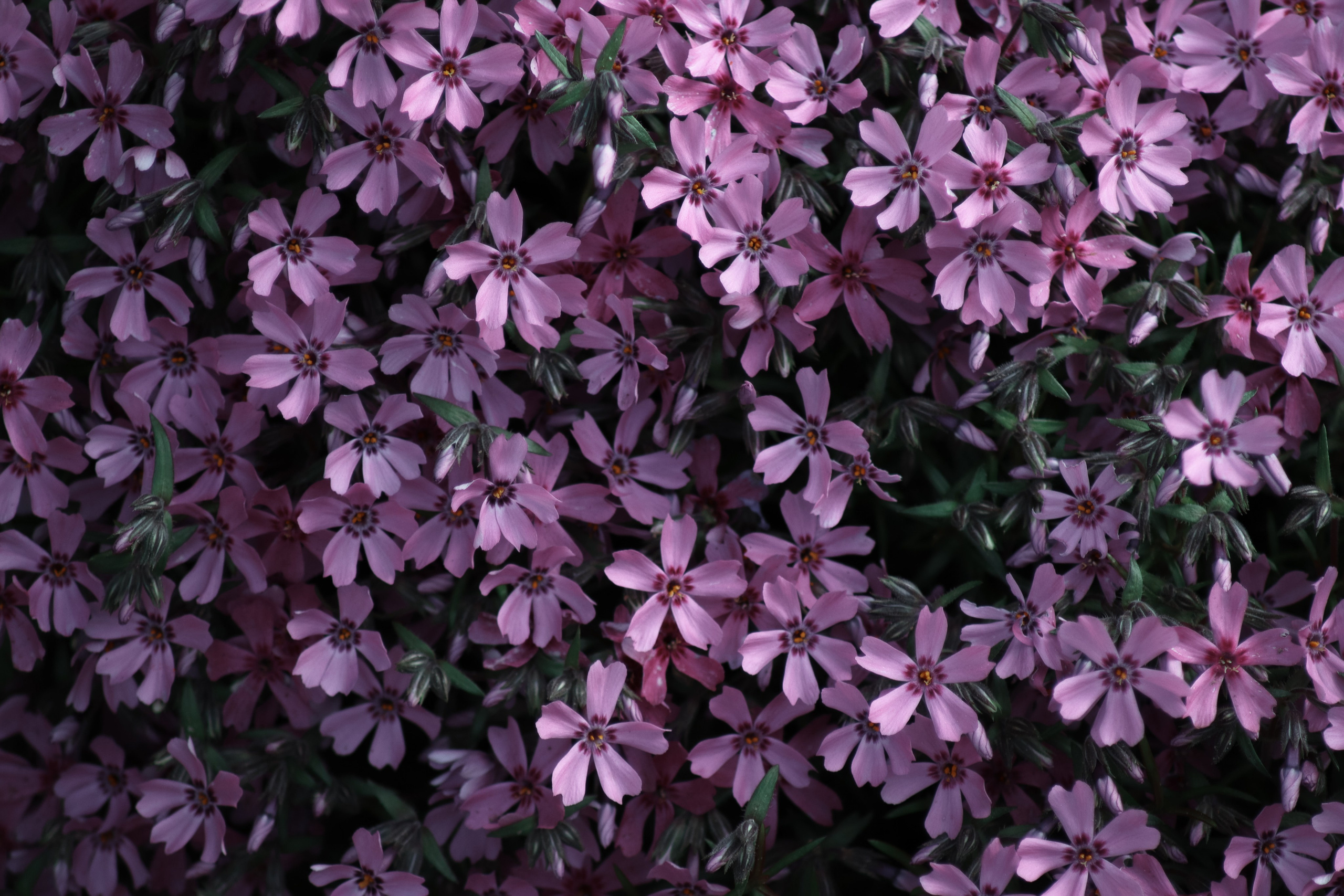 Ф О Н О В Ы Е. — Digital Noise —