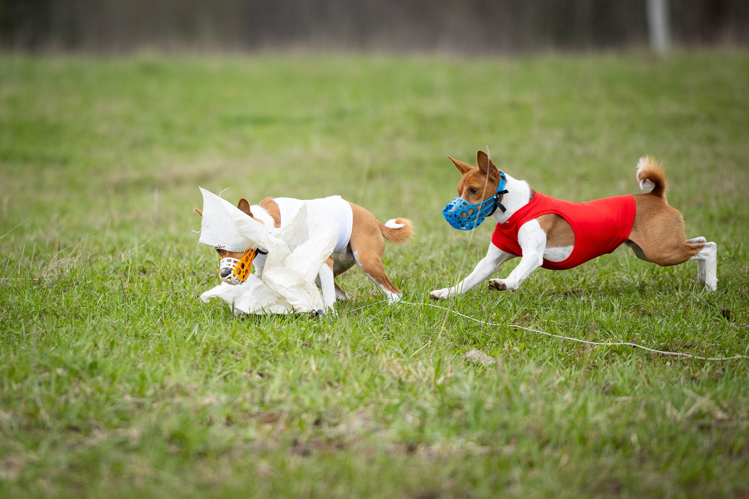 Курсинг. Фотограф Анималист в Перми Анастасия Остерман