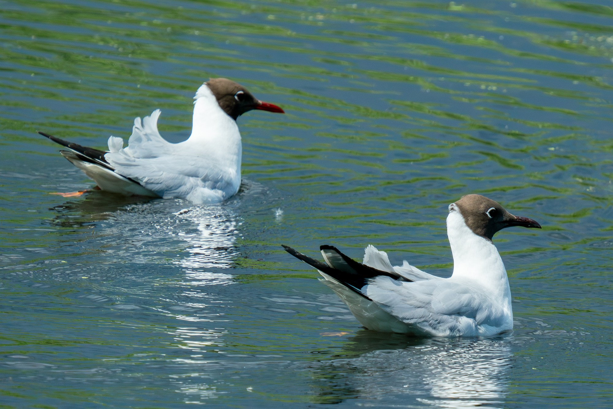 Удивительные мир птиц. Вокруг нас столько прекрасного — присмотритесь!. Ваш личный фотограф Марина Волкова
