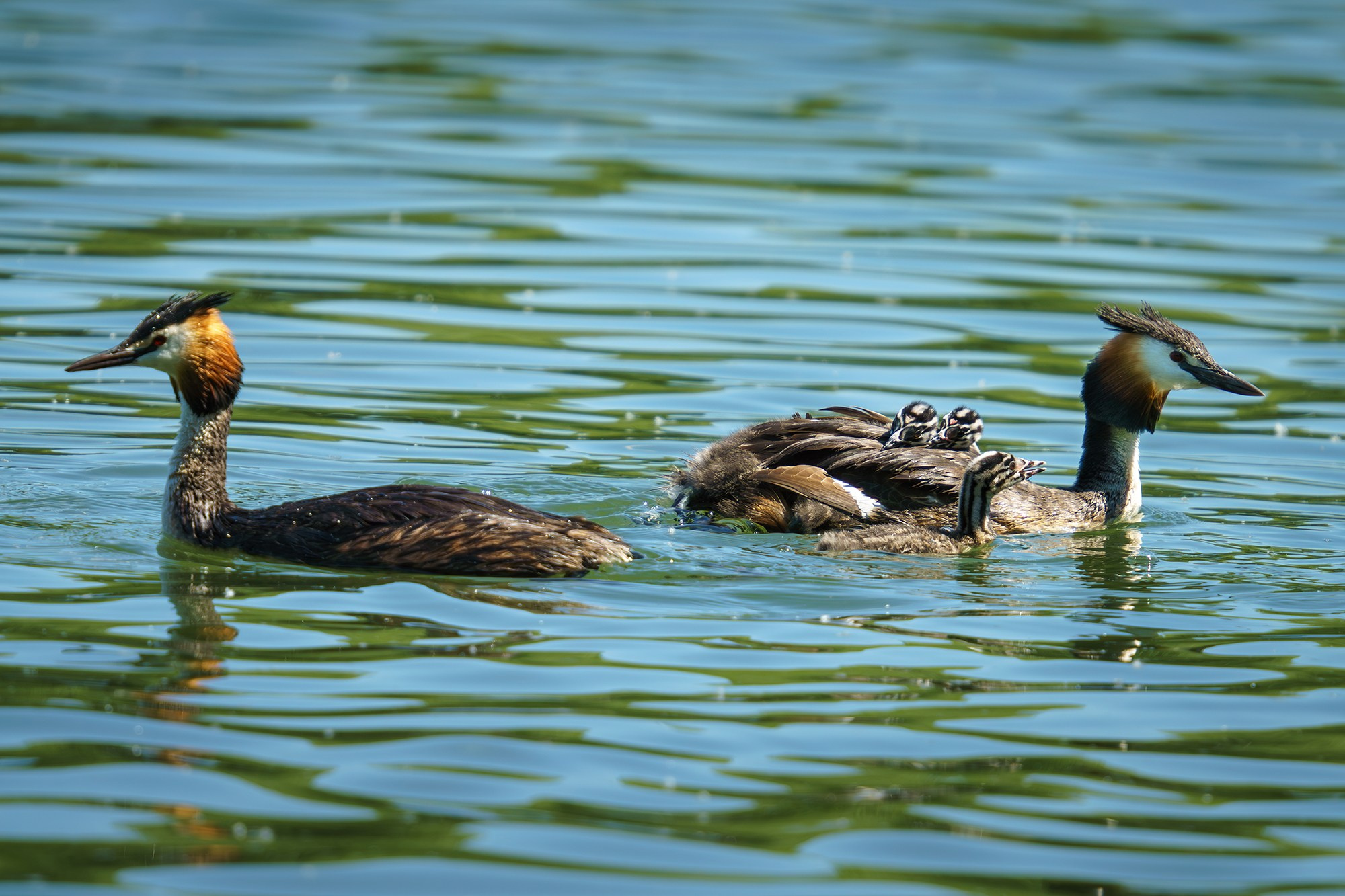 Удивительные мир птиц. Вокруг нас столько прекрасного — присмотритесь!. Ваш личный фотограф Марина Волкова