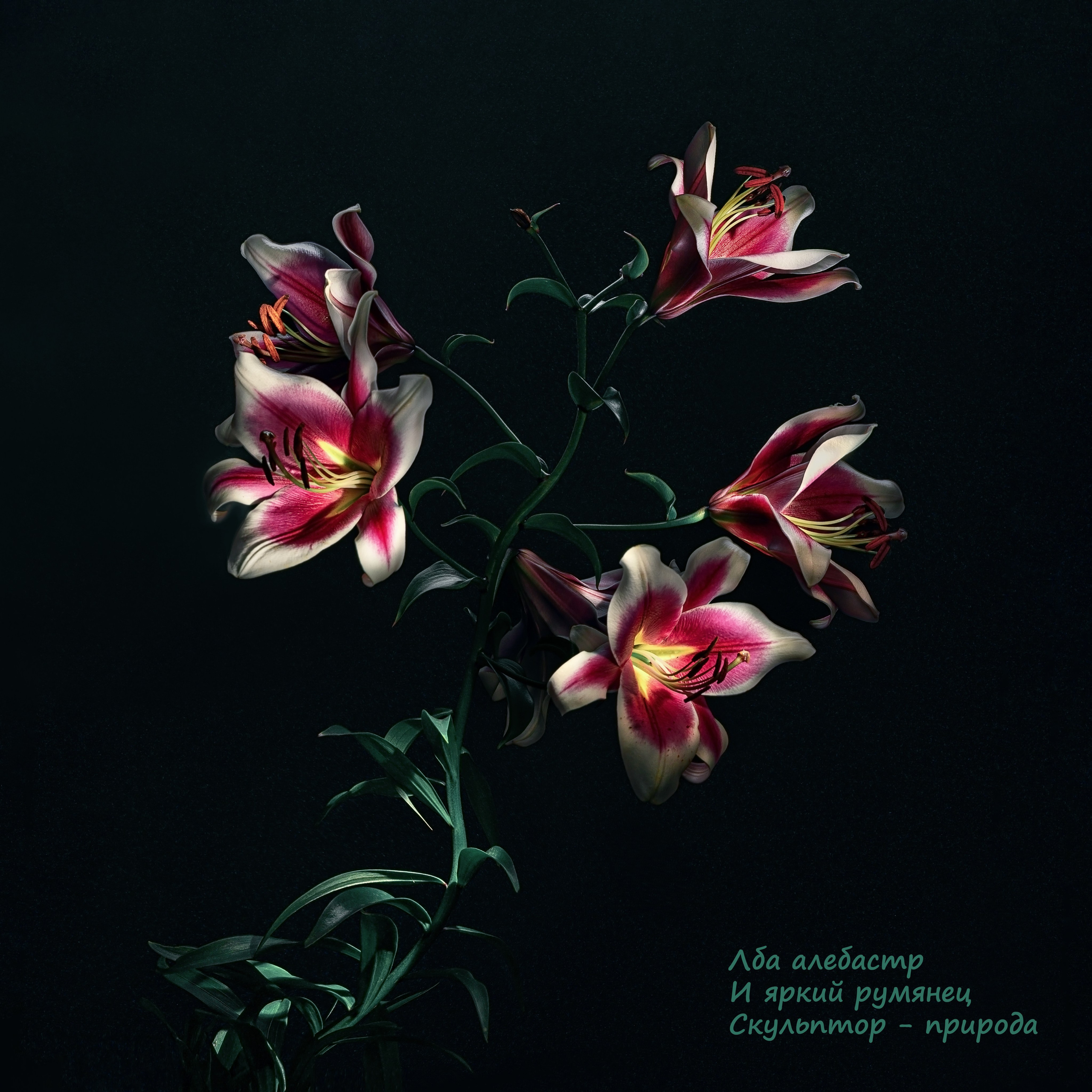 Поэзия цветов. Портретный фотограф в Челябинске Катерина Руди