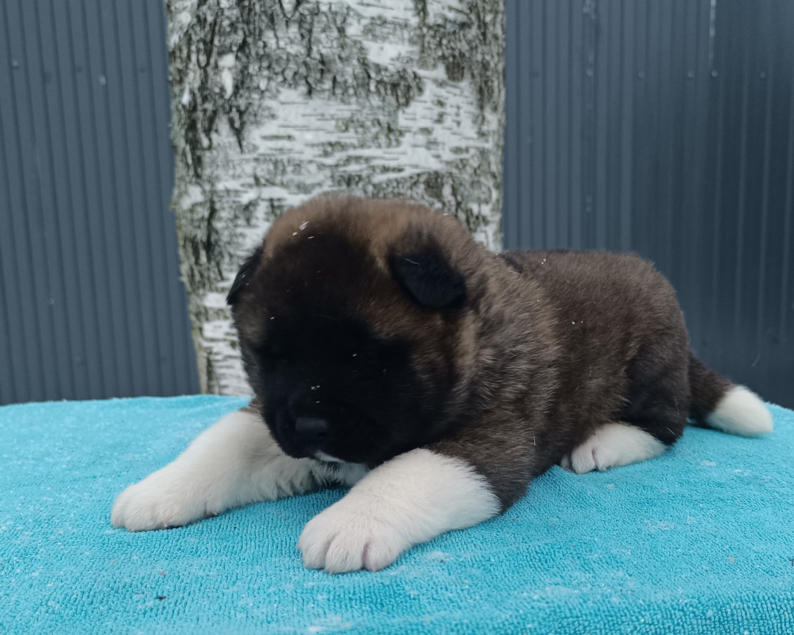 Американская акита  щенки питомник Санкт-Петербург клубные щенки Американская акита питомник RUBYLIGHT Рубилайт купить щенка американской акиты