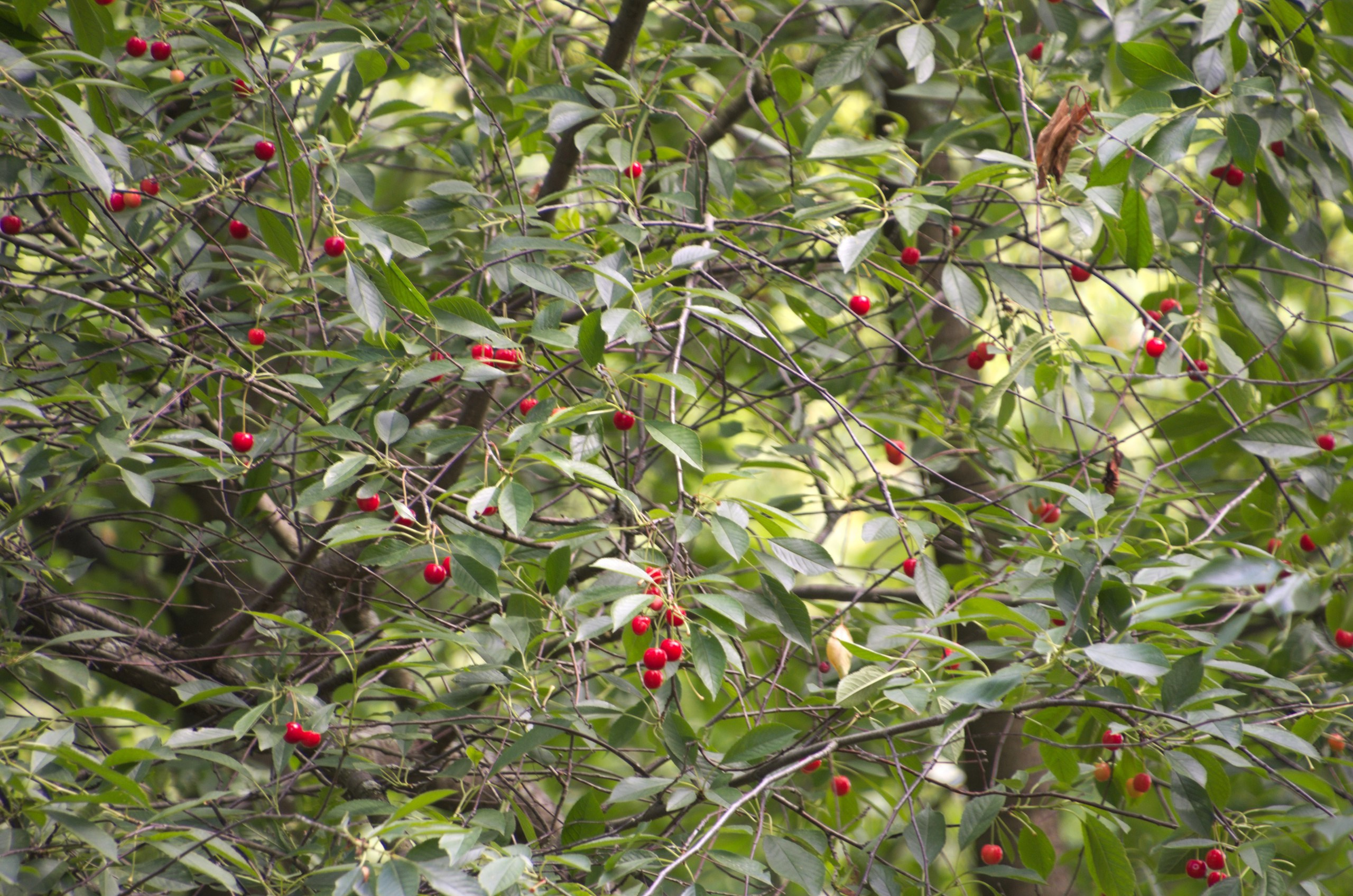 Константиново | 16.07.2017. Галерея Фантим