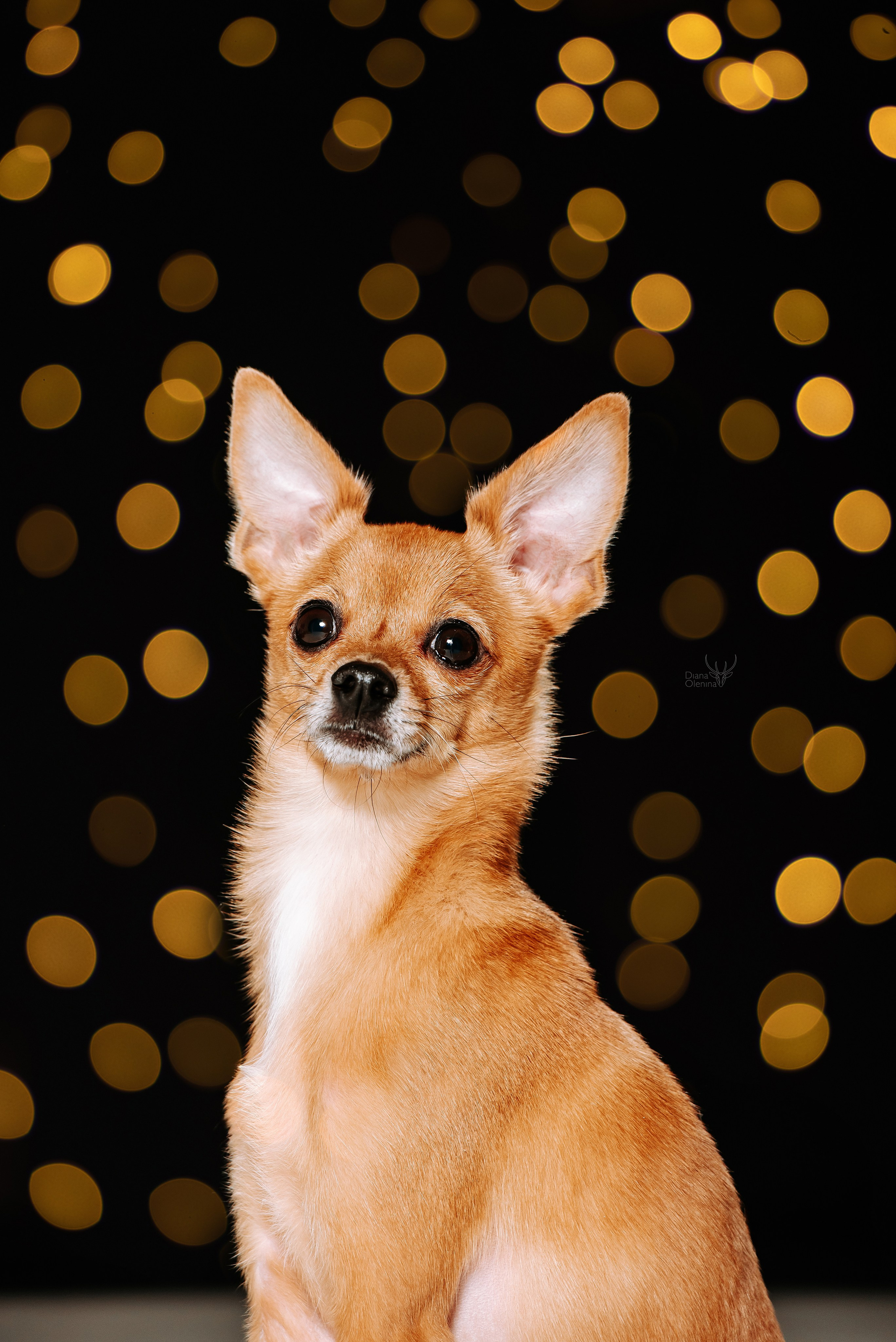 Собаки фоны. Фотограф Диана Оленина Красноярск / Братск