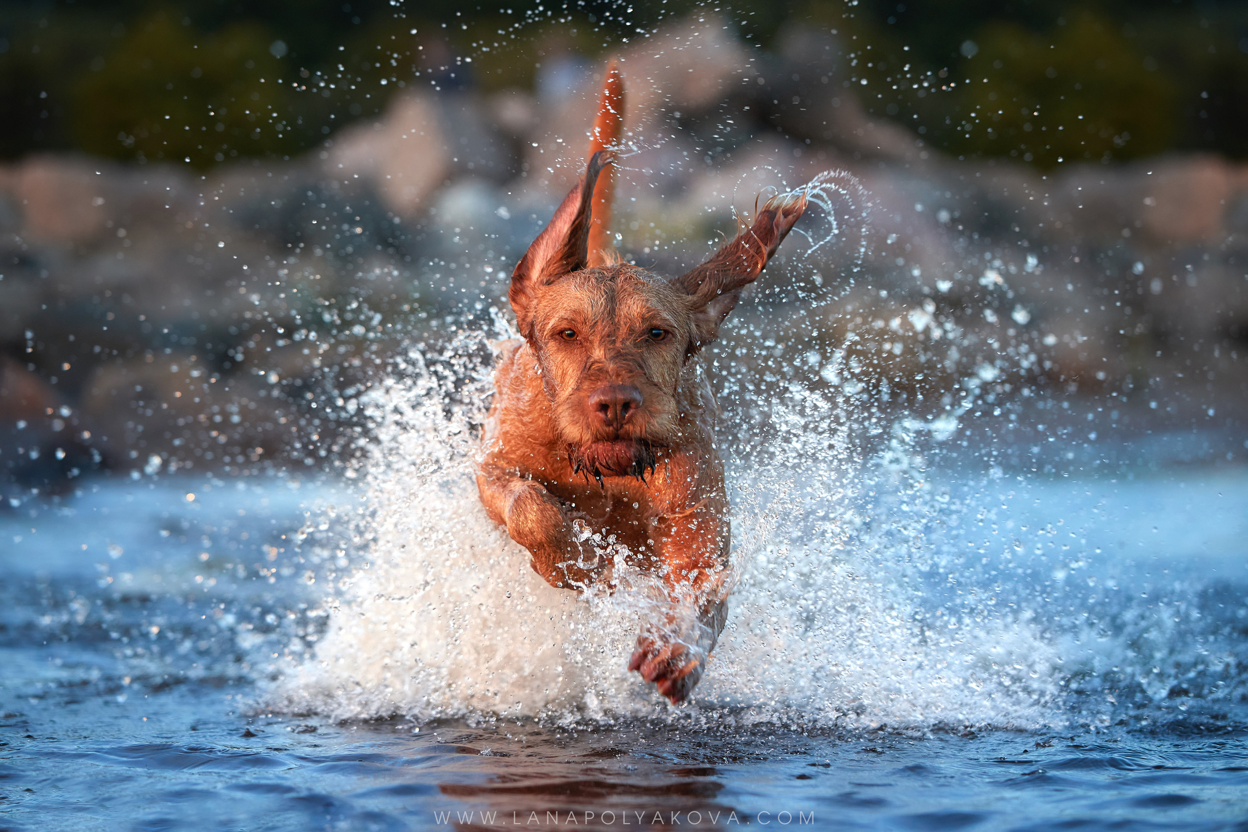 ФОТОГРАФ-АНИМАЛИСТ l LANA POLYAKOVA