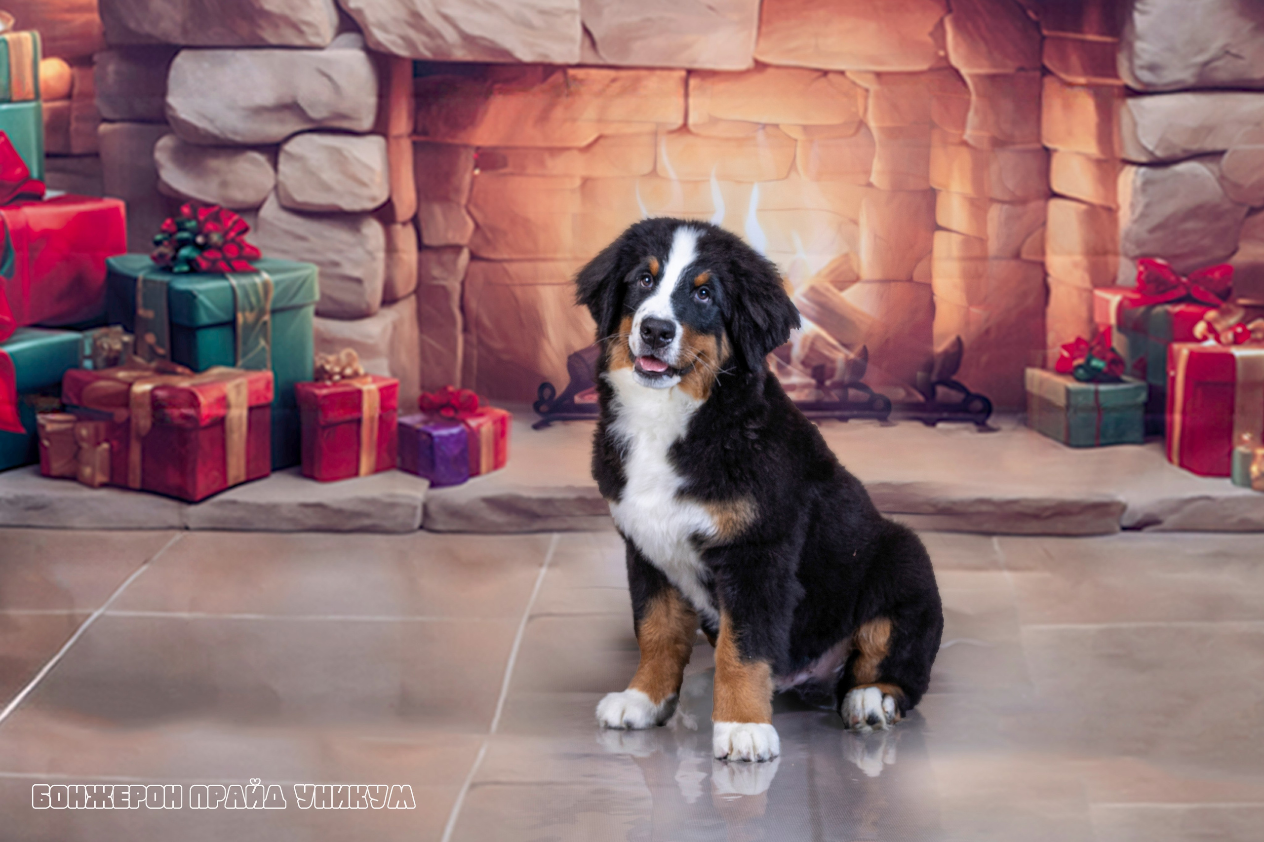 Бонжерон прайд. Фотограф 📸 семейный, предметный, репортажный