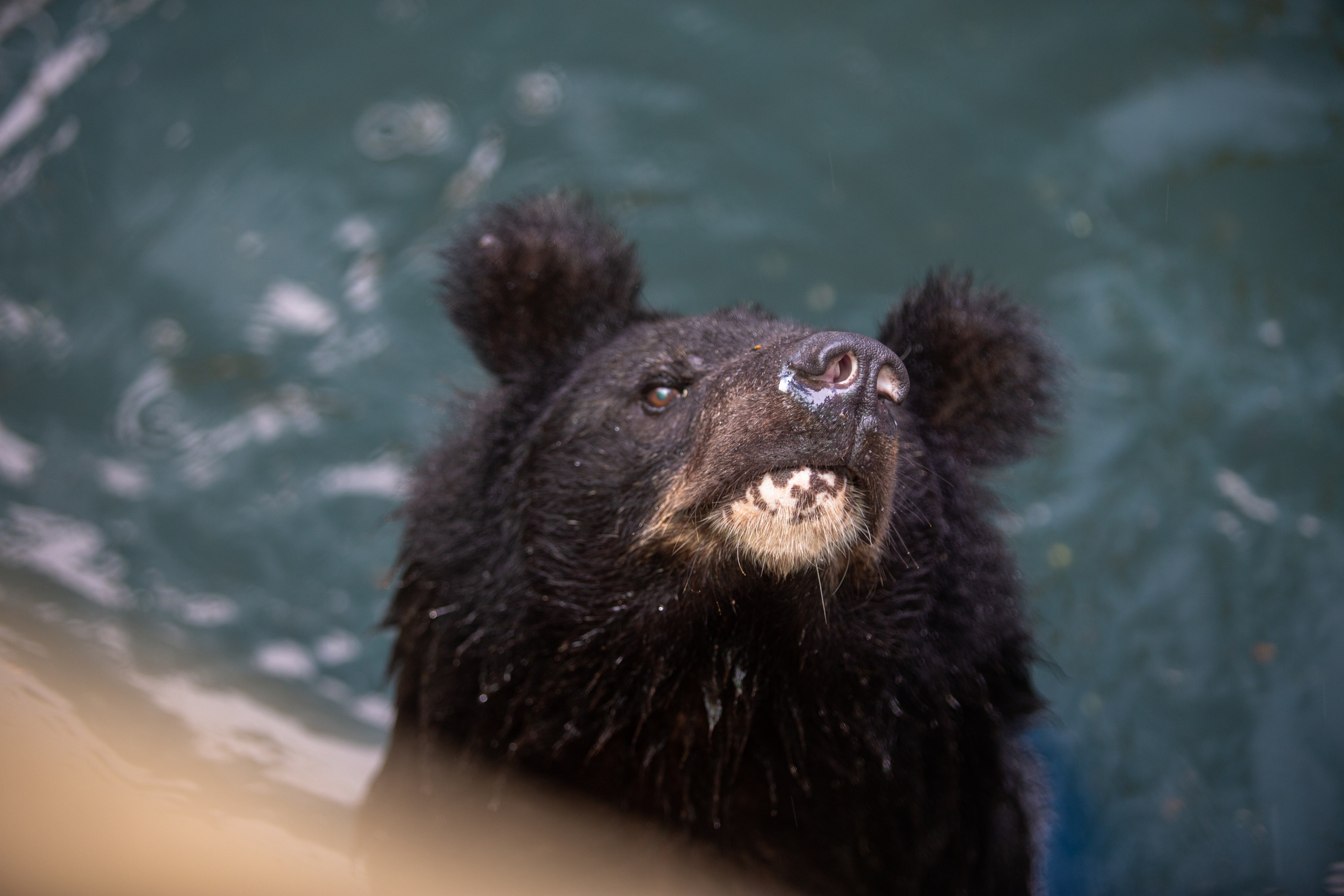 Samut Prakan Crocodile Farm & Zoo. Photographer Sonkina Tatiana (Tanya Ash)