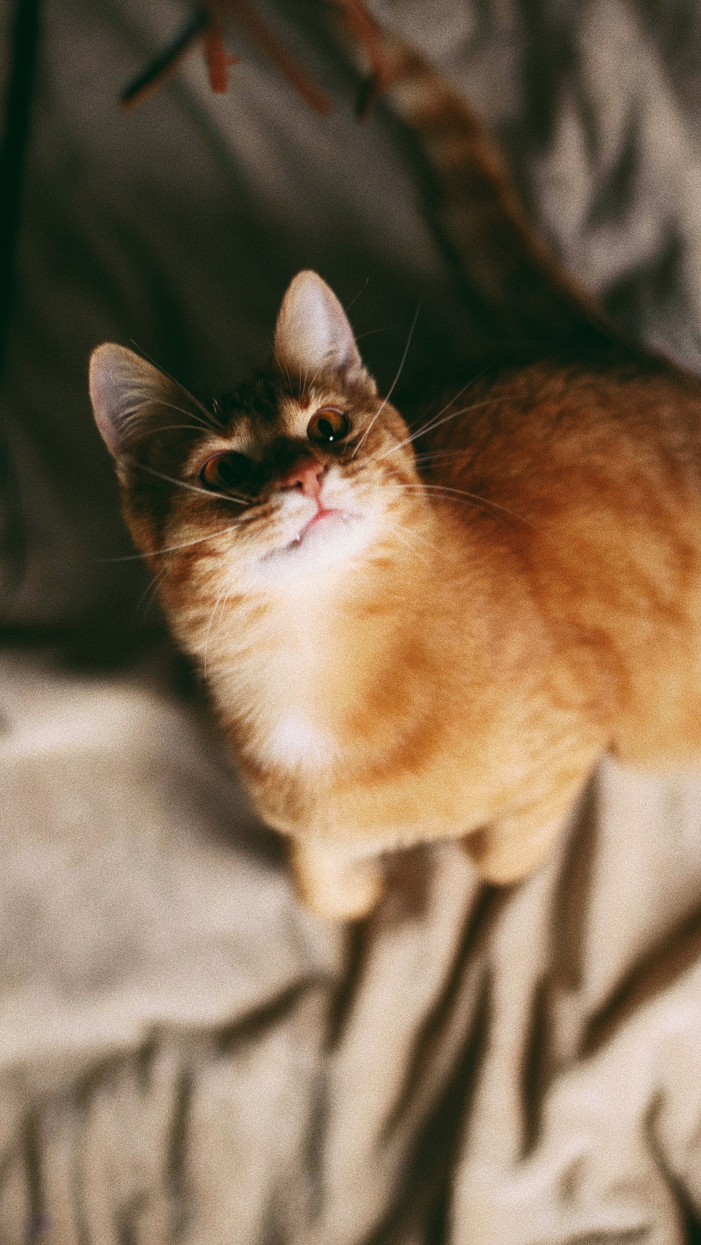 Катя, Булочка и Пирожок дома. Фотограф анималист Кристина Карпова, Москва