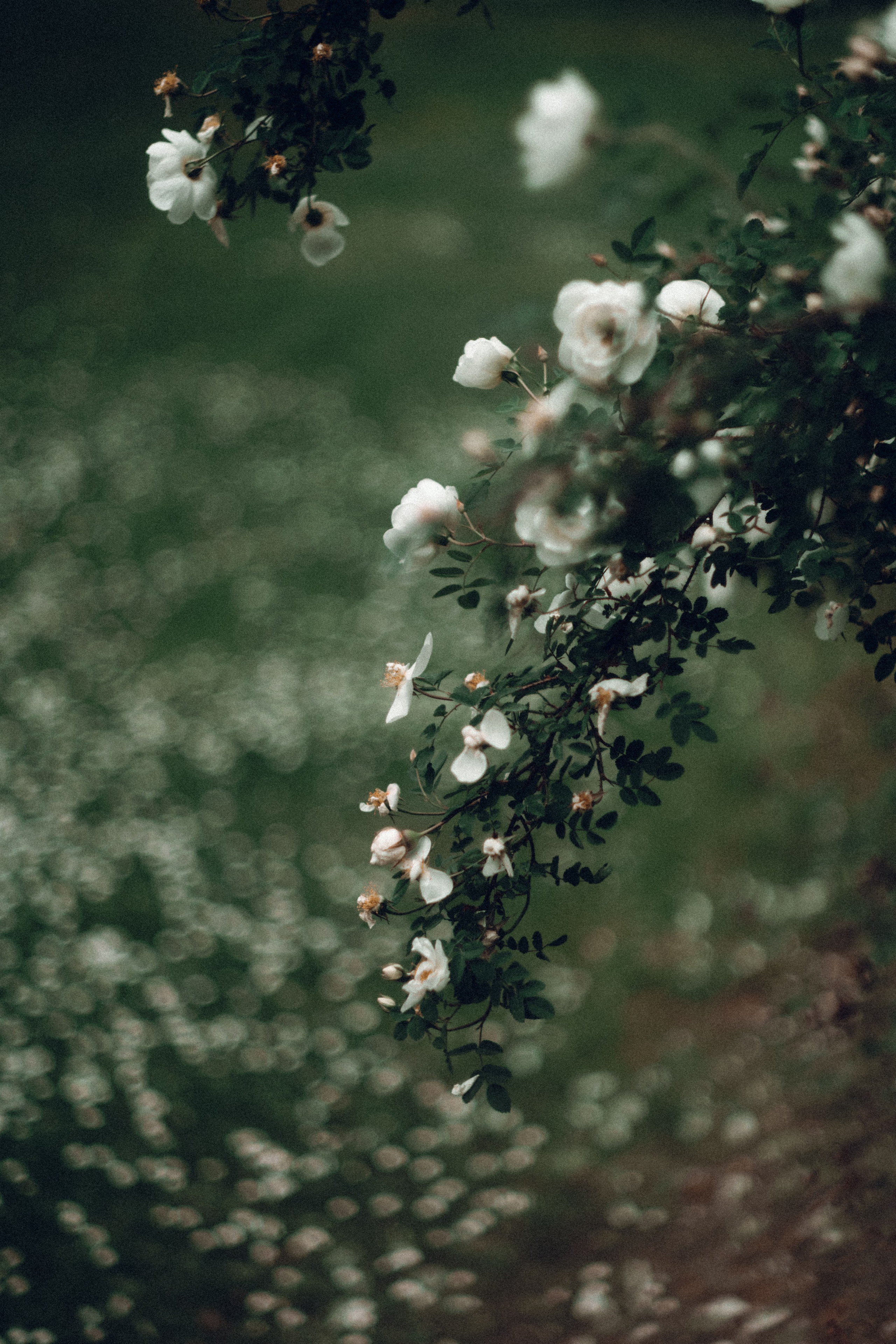 Botanical. Портретный и свадебный фотограф в Москве и Санкт-Петербурге. Учитель фотографии онлайн и оффлайн