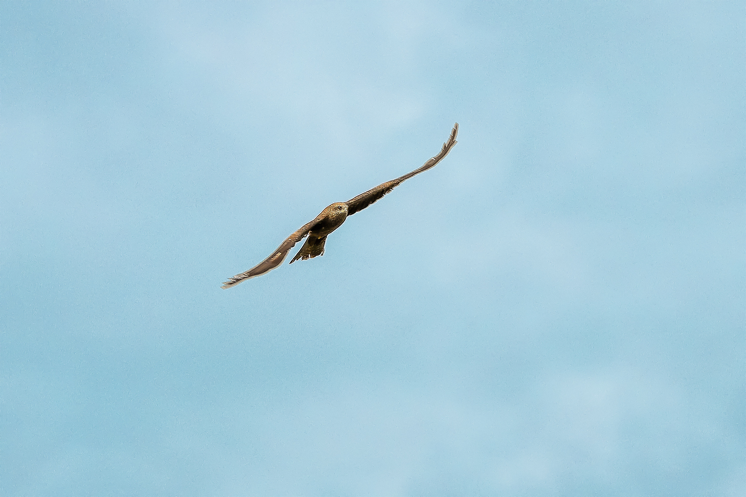 Кружащий коршун