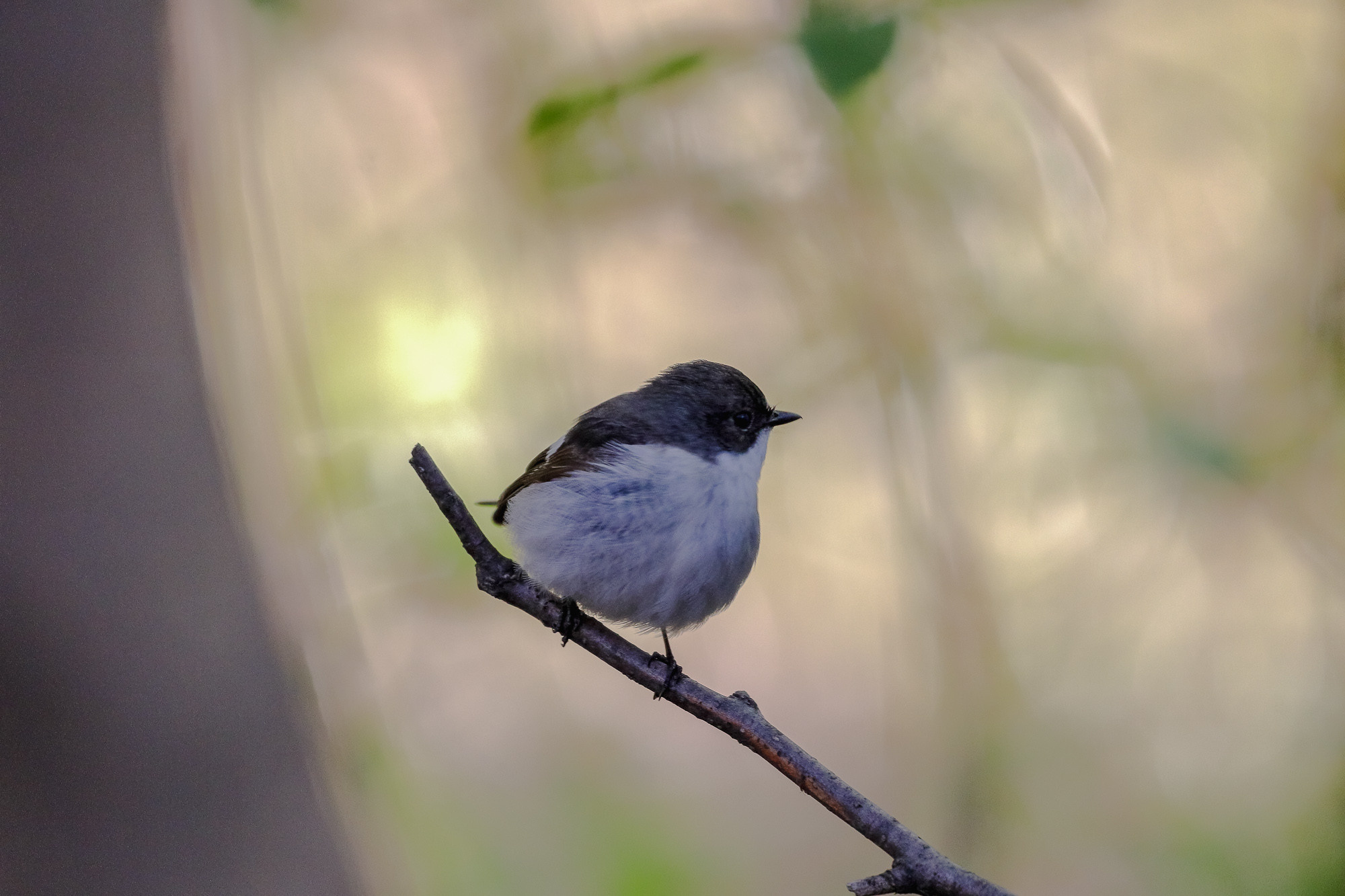Буроголовая гаичка на ветке весной