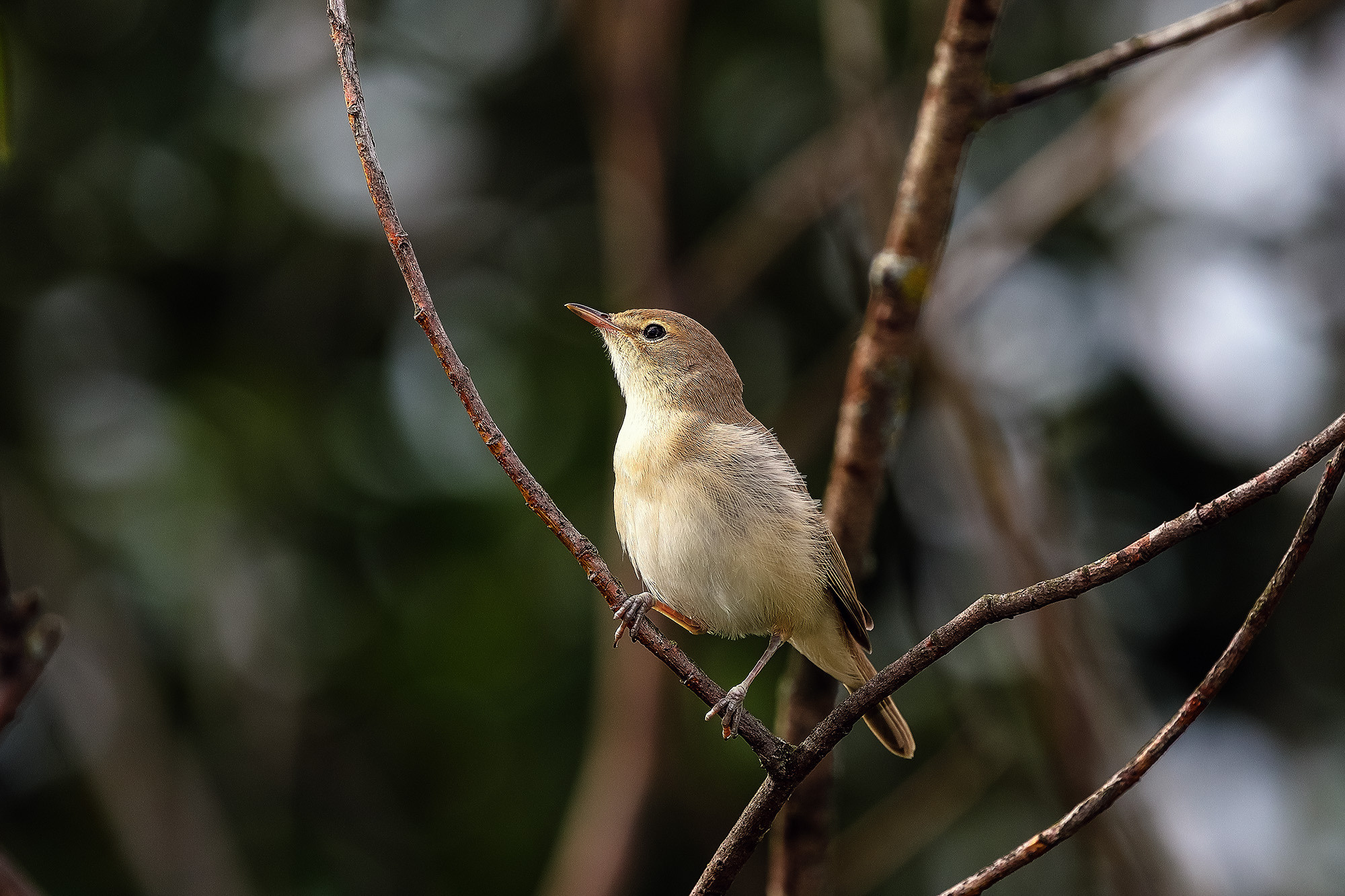 Камышовка тростниковая птица летом