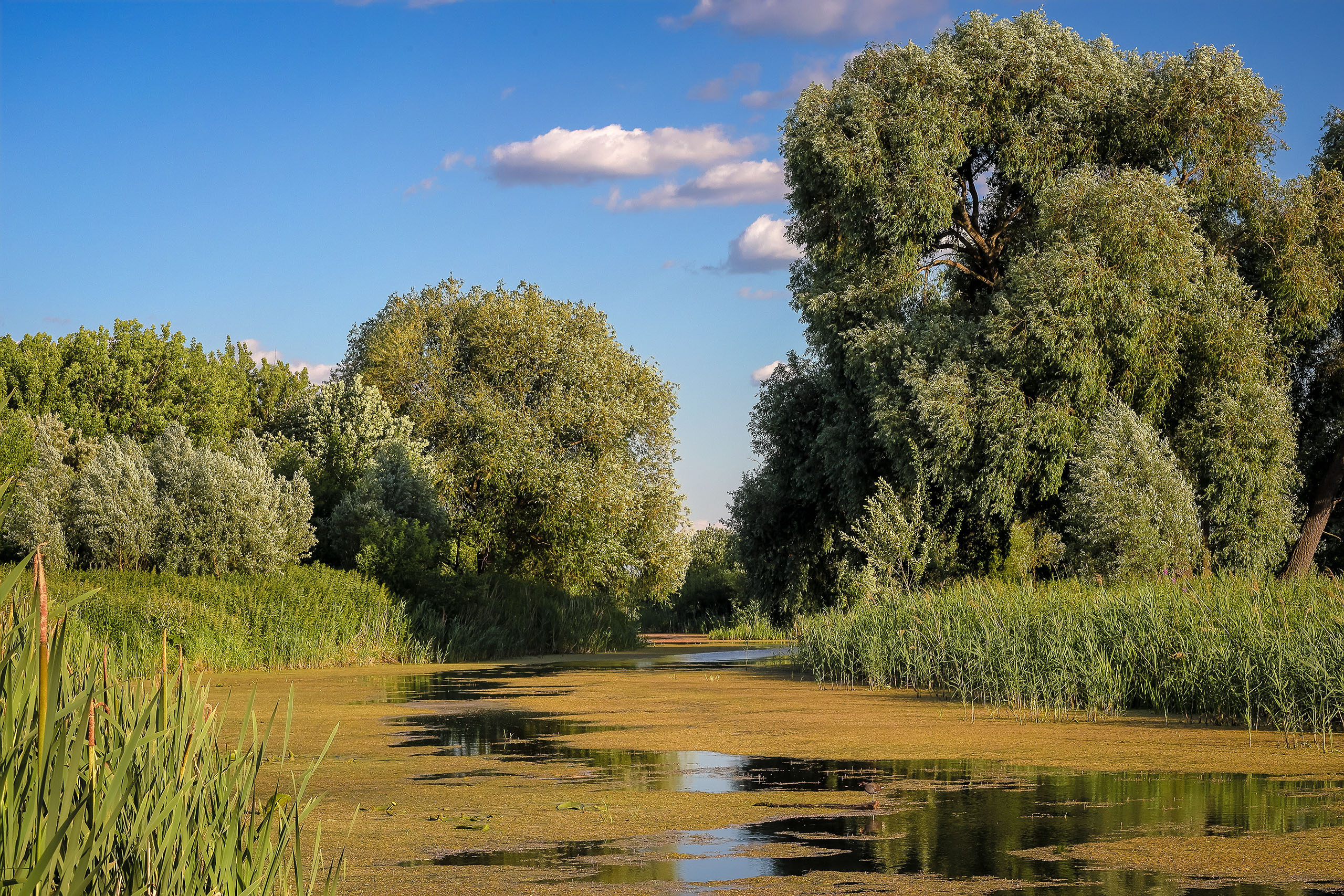 Болотная утка или камышница на летней речке