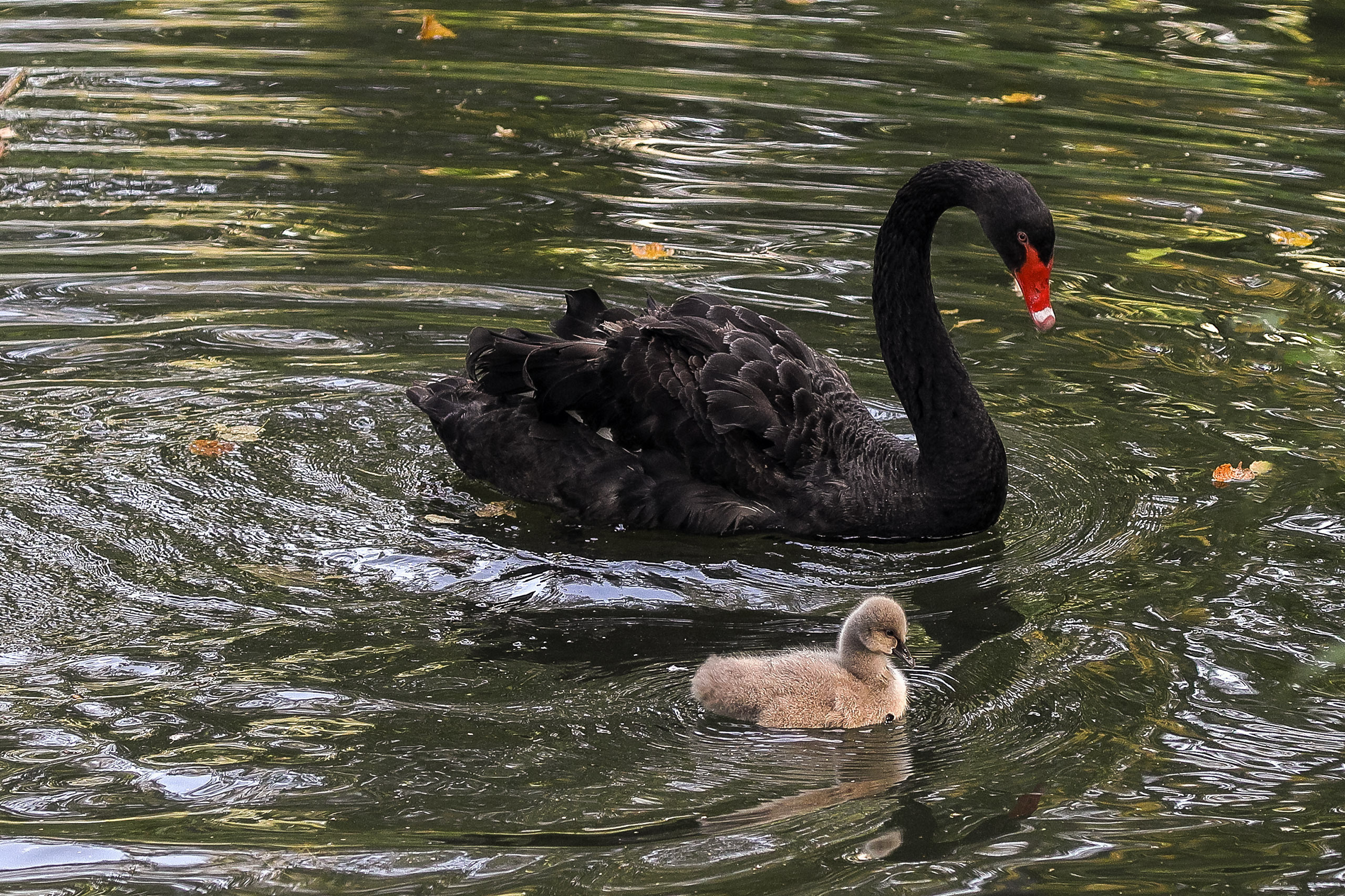 Чёрный лебедь плывет с лебеденком