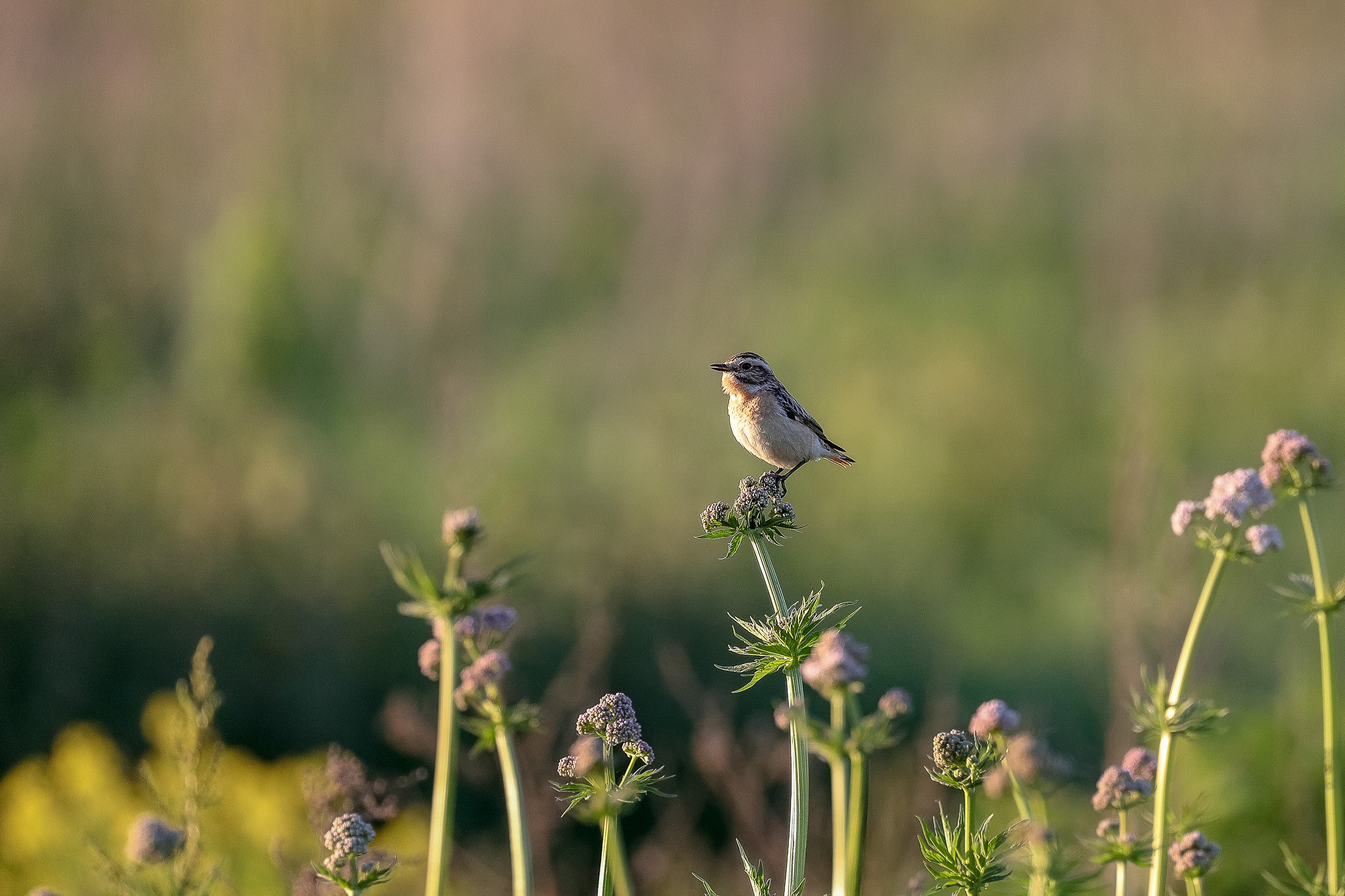 Луговой чекан saxicola rubetra