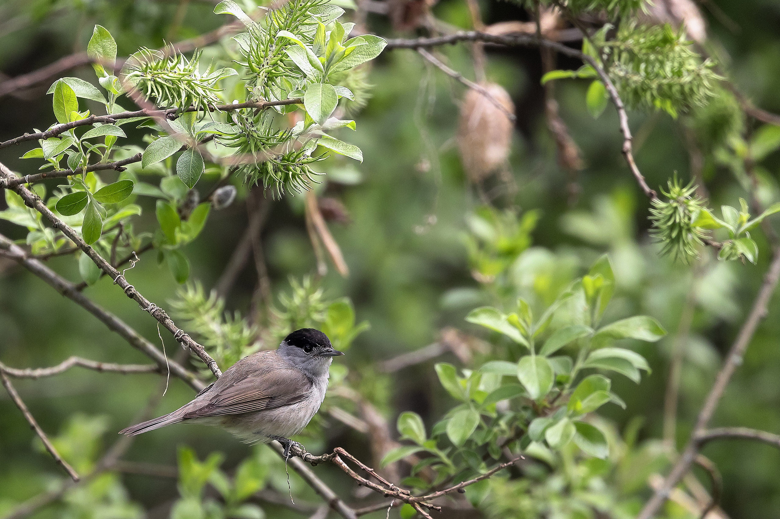 Славка-черноголовка