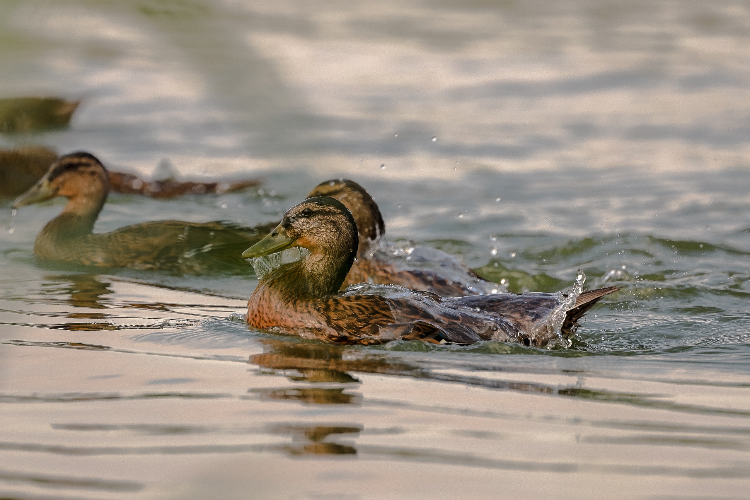 Выныривание утки кряквы
