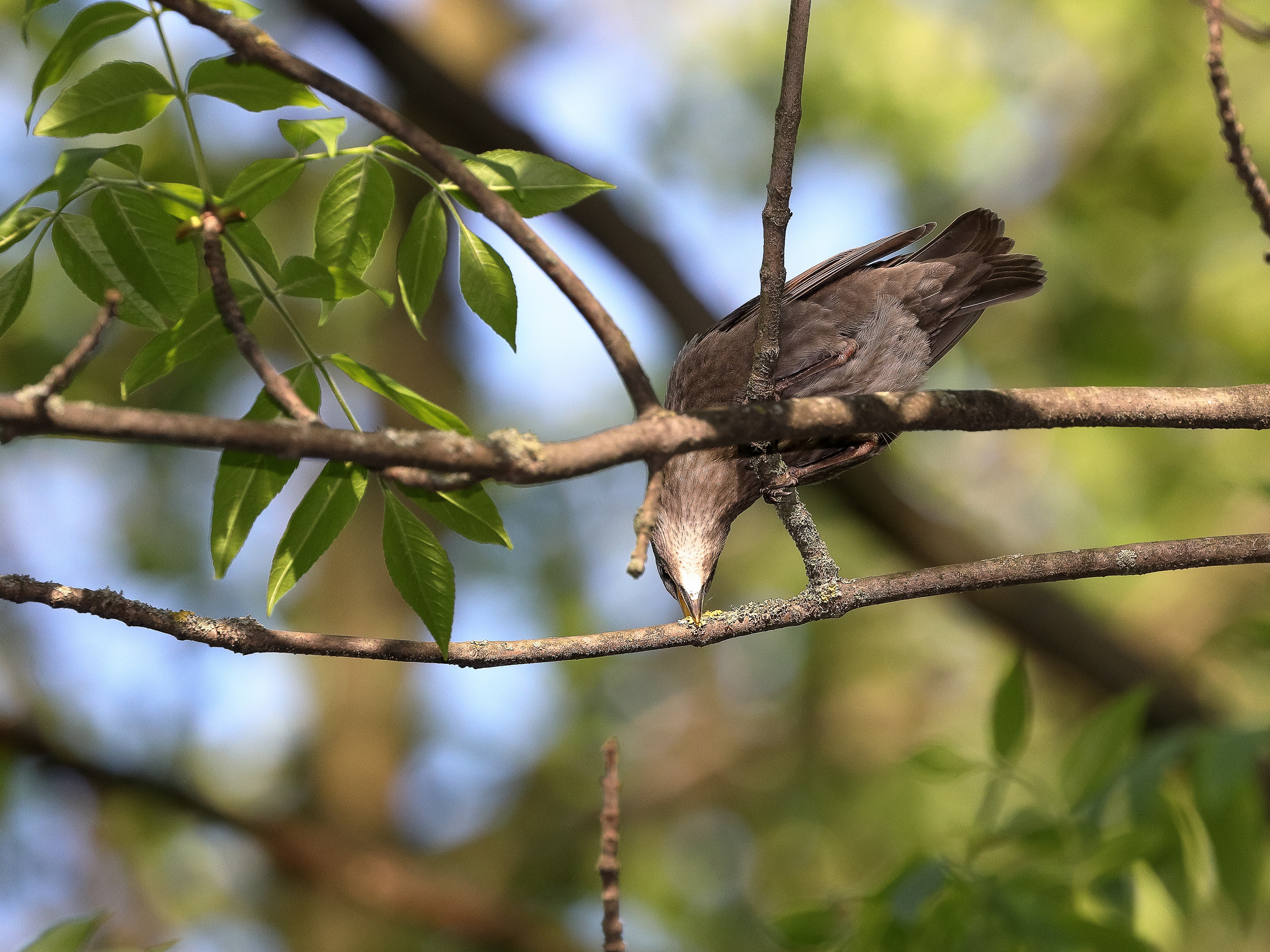 Птица дрозд в поисках корма