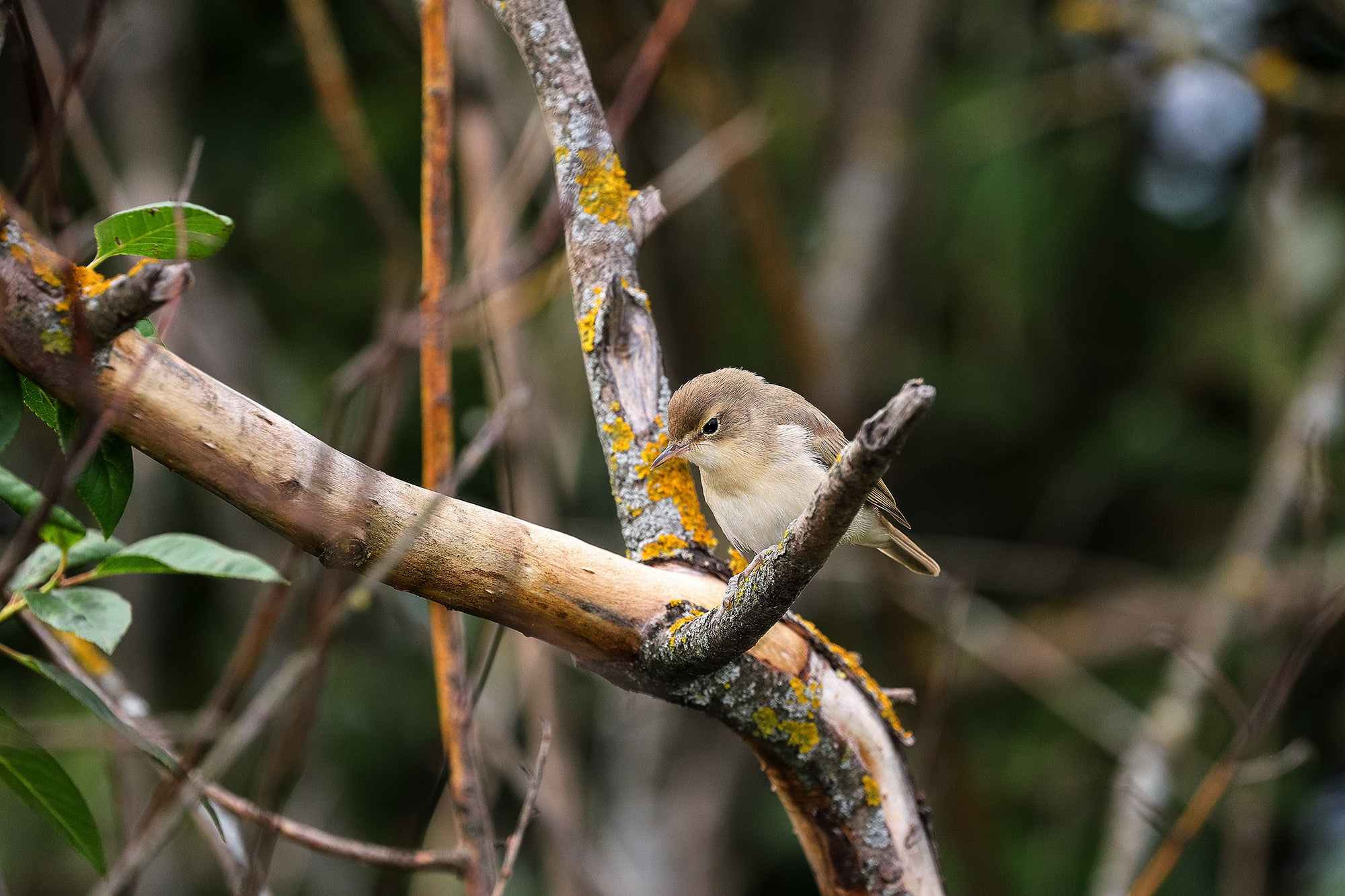 Птица камышовка тростниковая на дереве