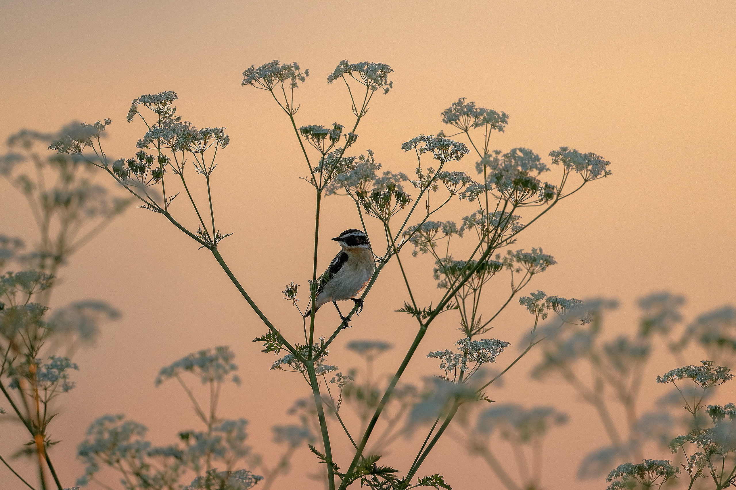 Луговой чекан летом на закате