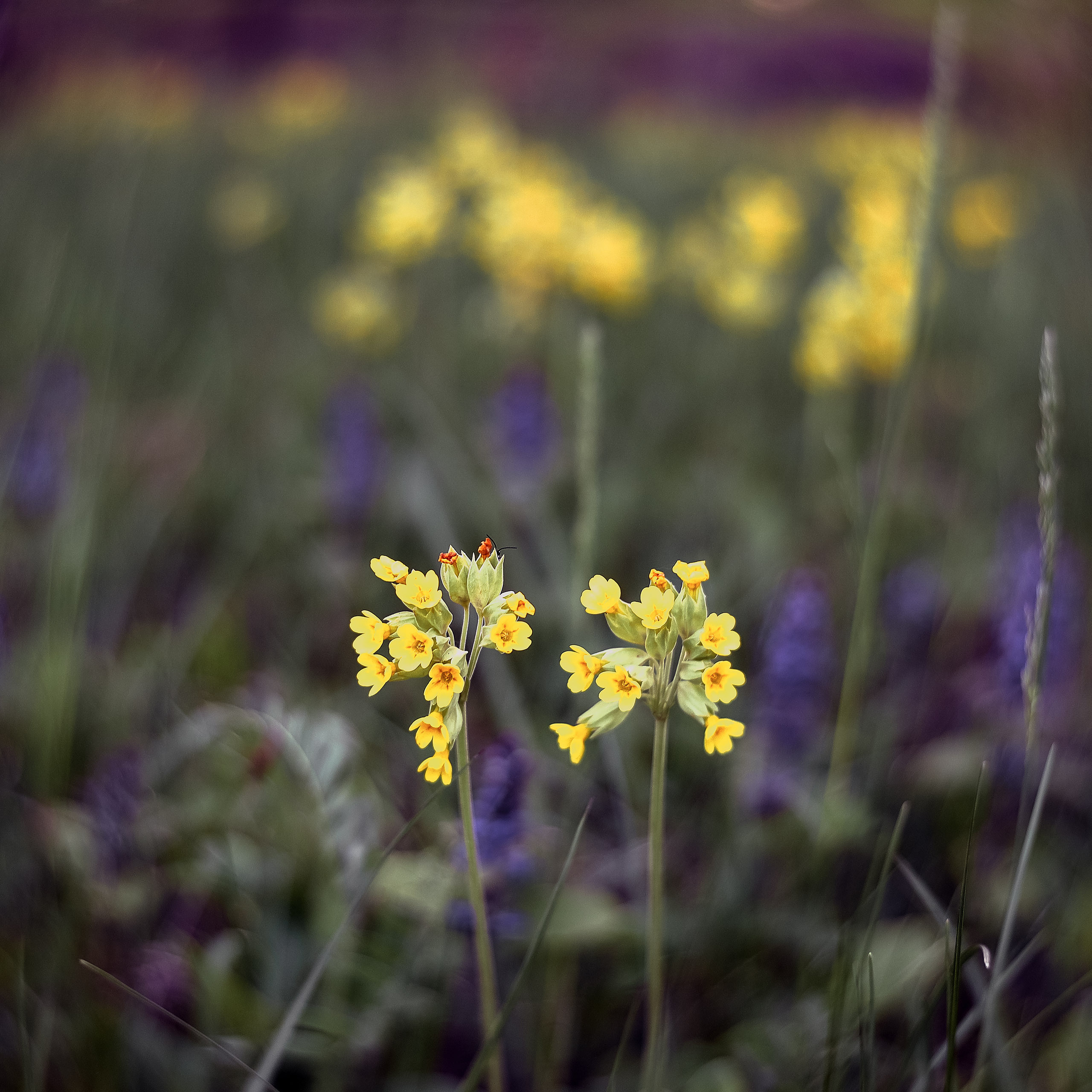 Желтые полевые цветы