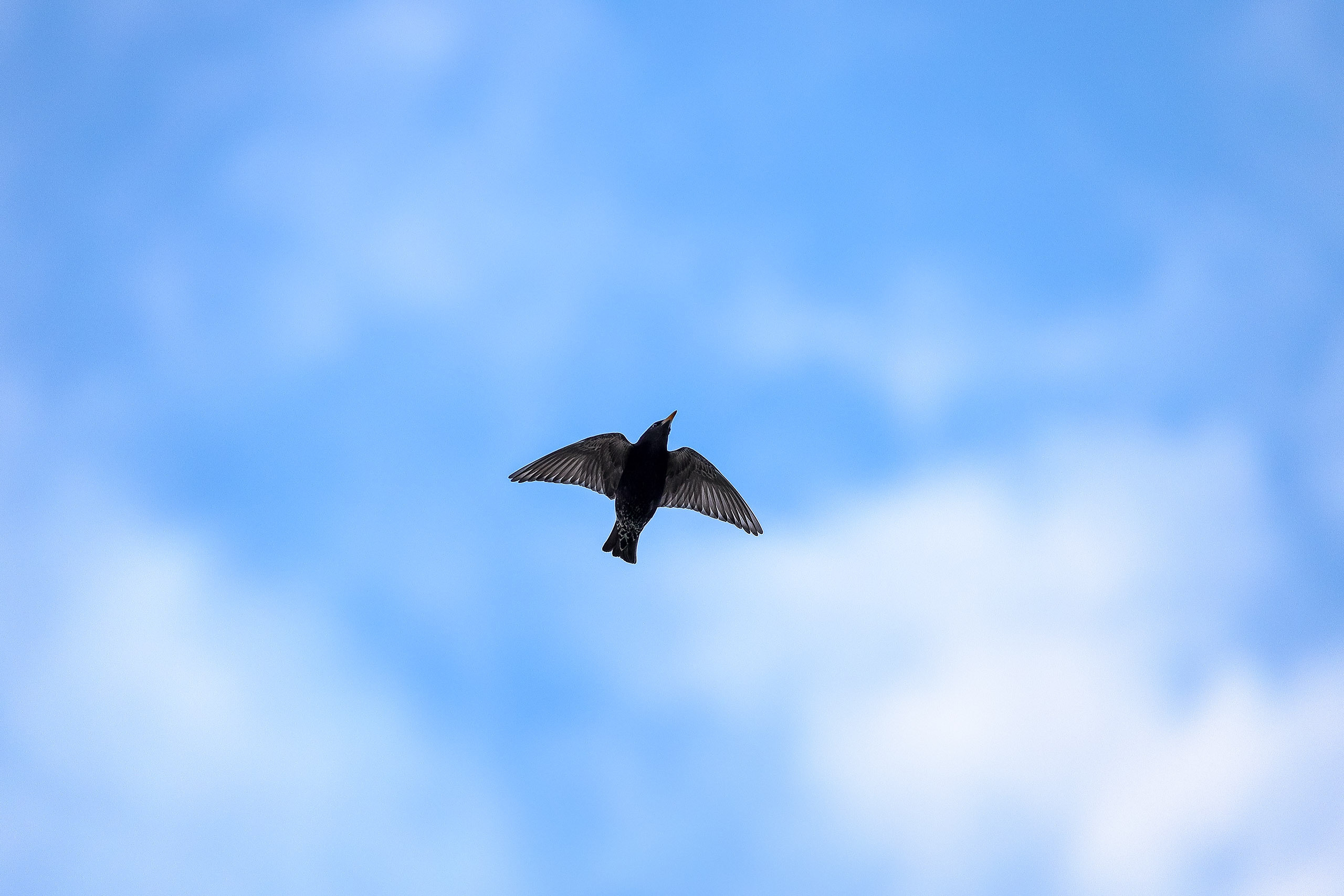 Cкворец в полете