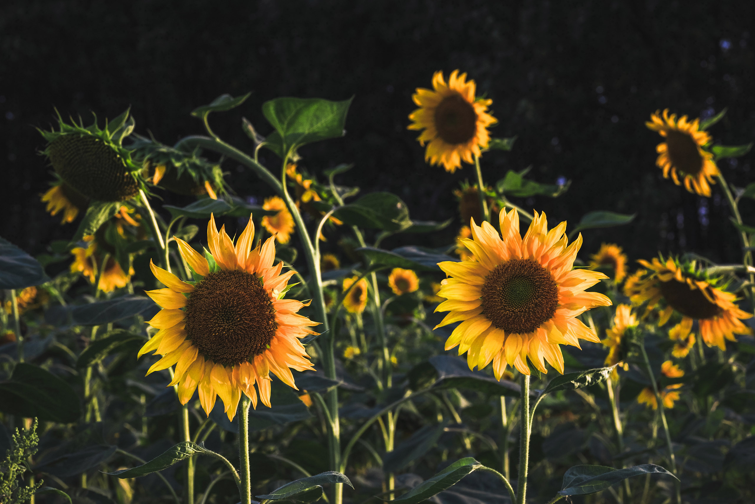 Цветущие подсолнухи