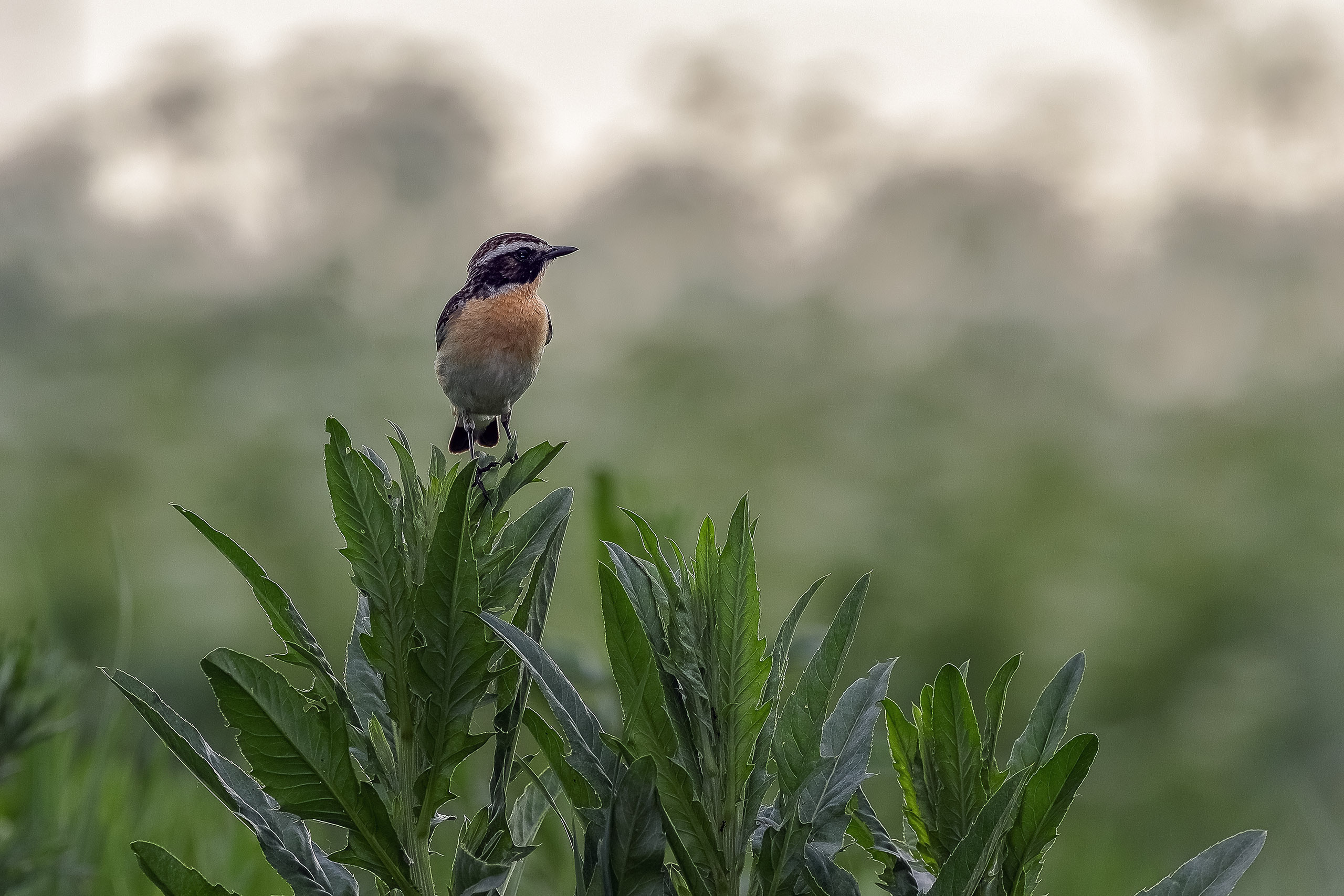 Луговой чекан птица