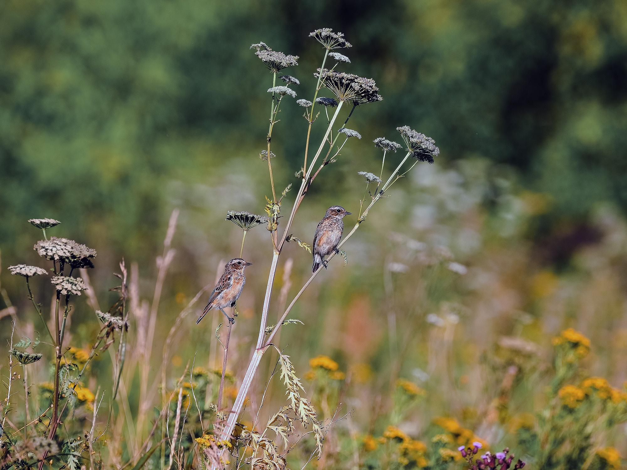 Черноголовый чекан пара певчих птиц семейства мухоловковых на фоне полевых цветов