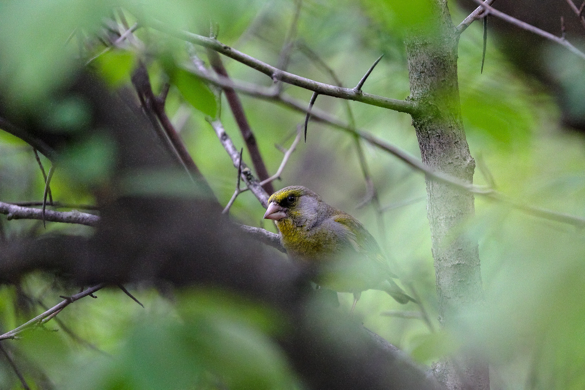 Птица зеленушка обыкновенная семейства вьюрковых