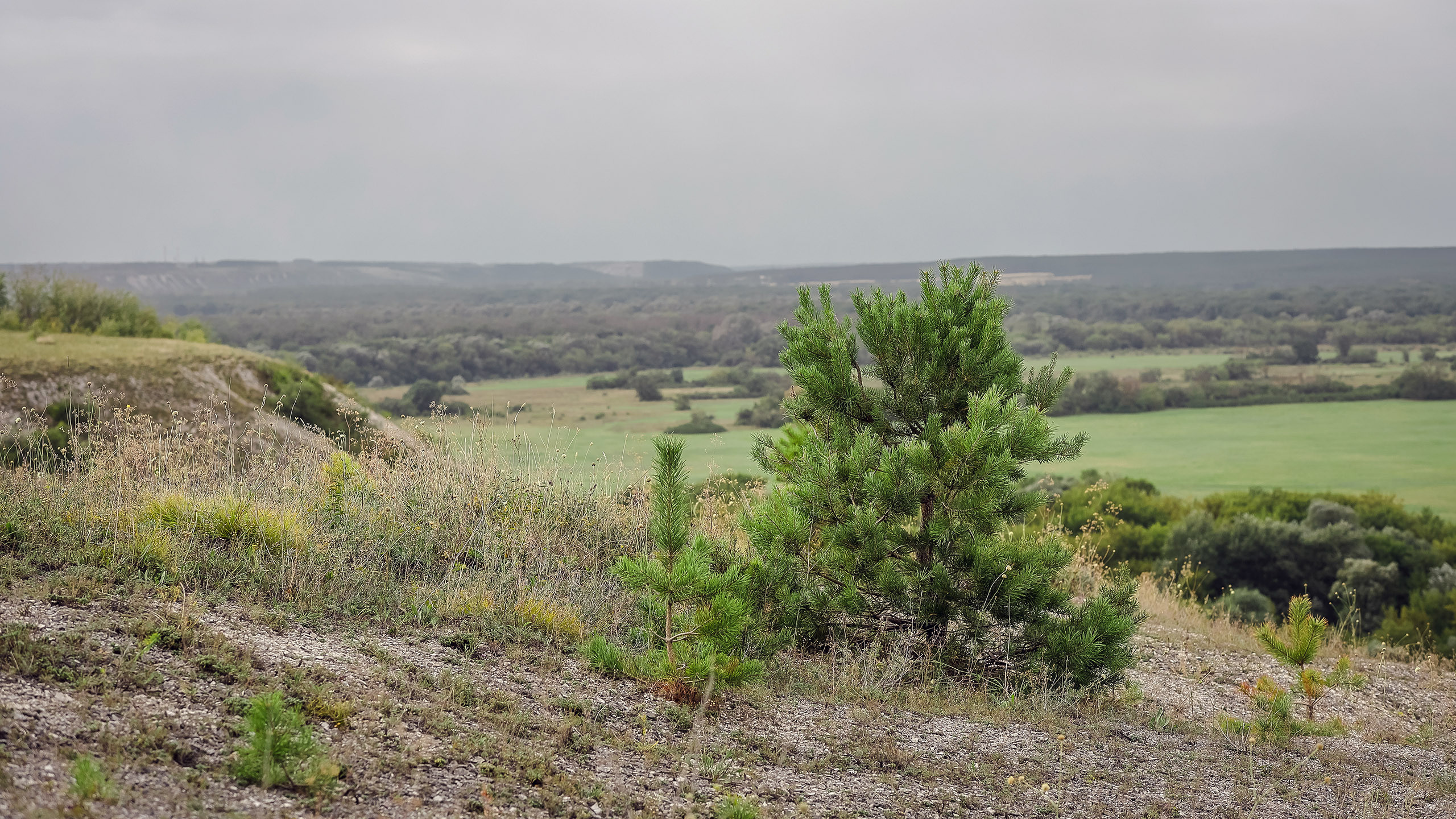 Сосна фото пейзаж