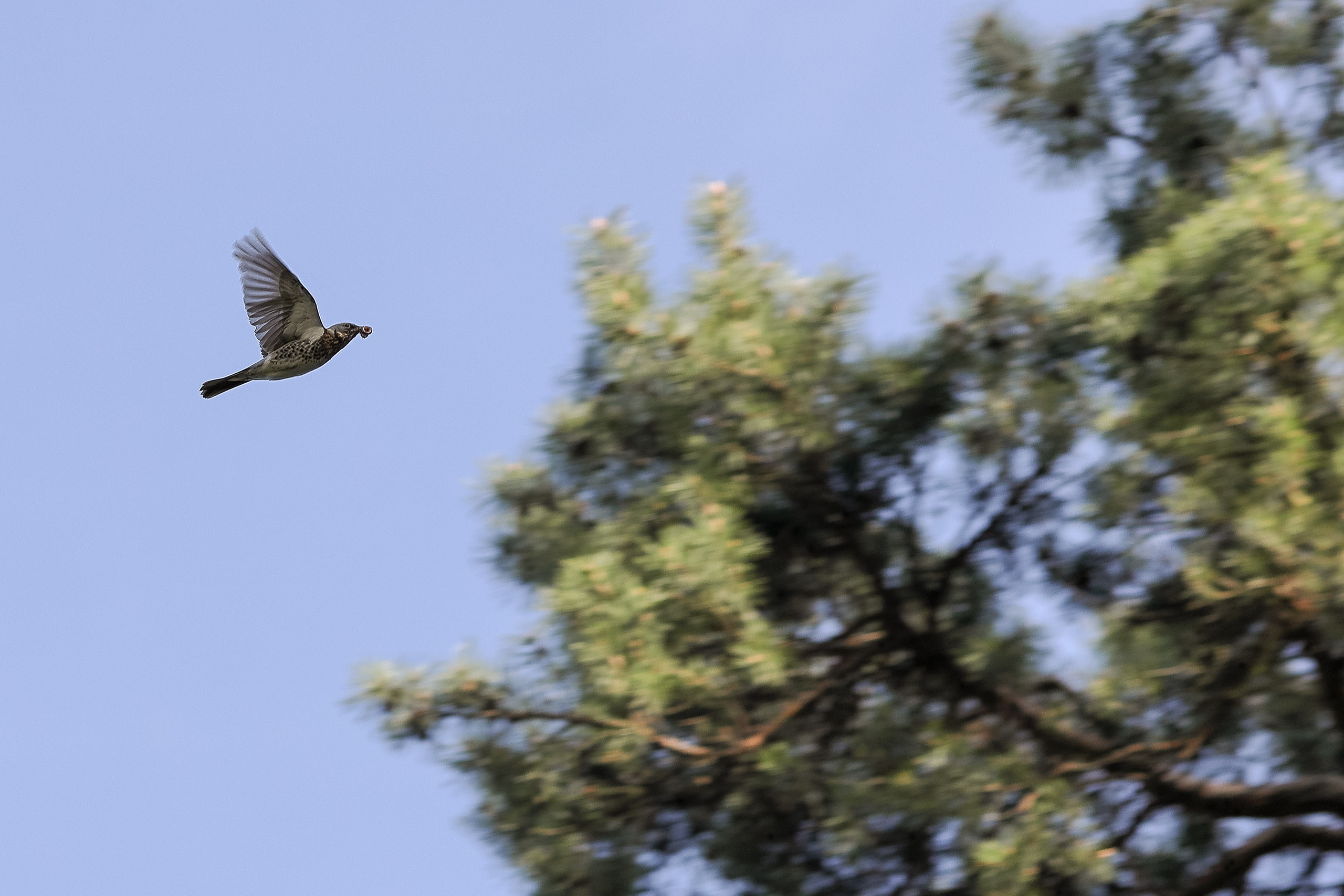 Дрозд несет корм для птенцов