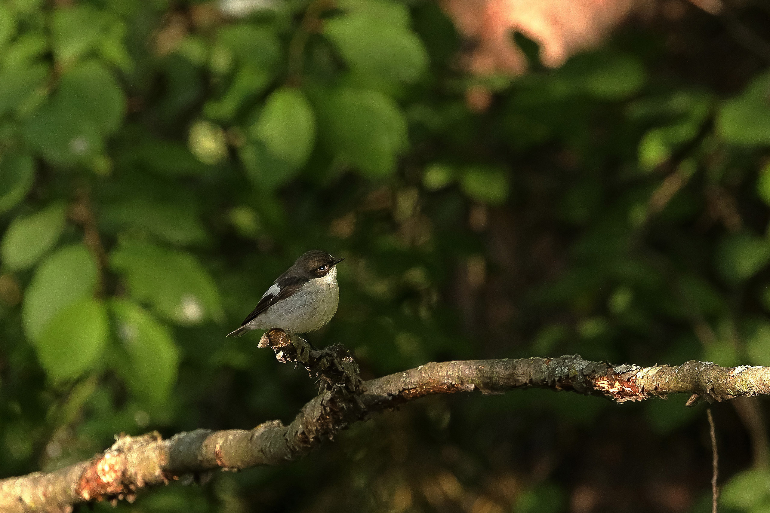 Птица мухоловка-пеструшка в листве