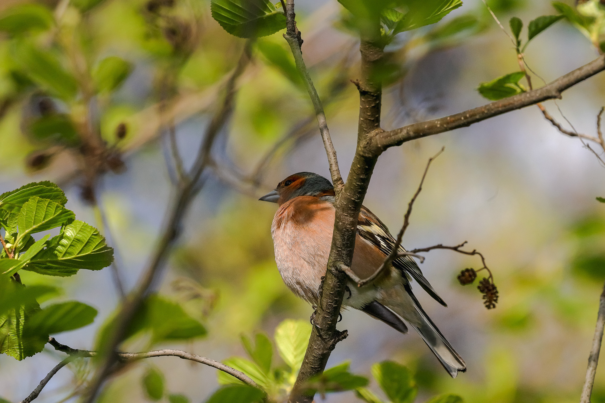 Зяблик певчая птица семейства вьюрковых в мае