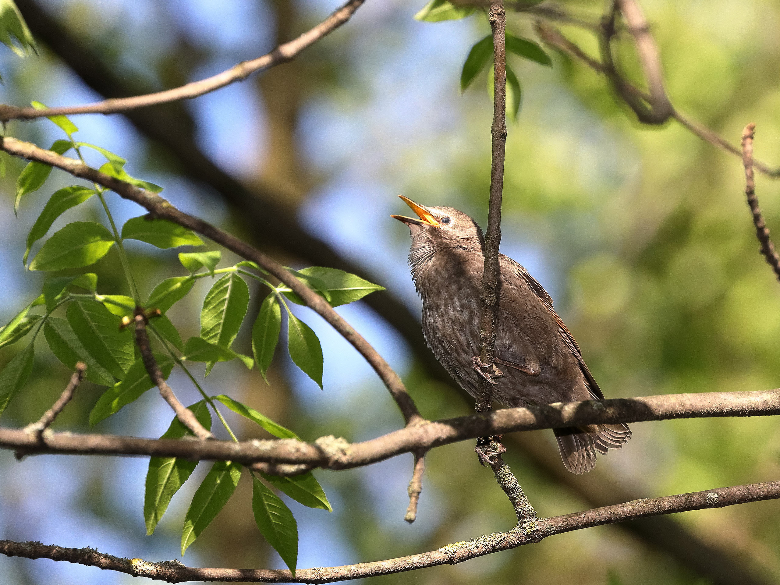 Дрозд на ветке летом