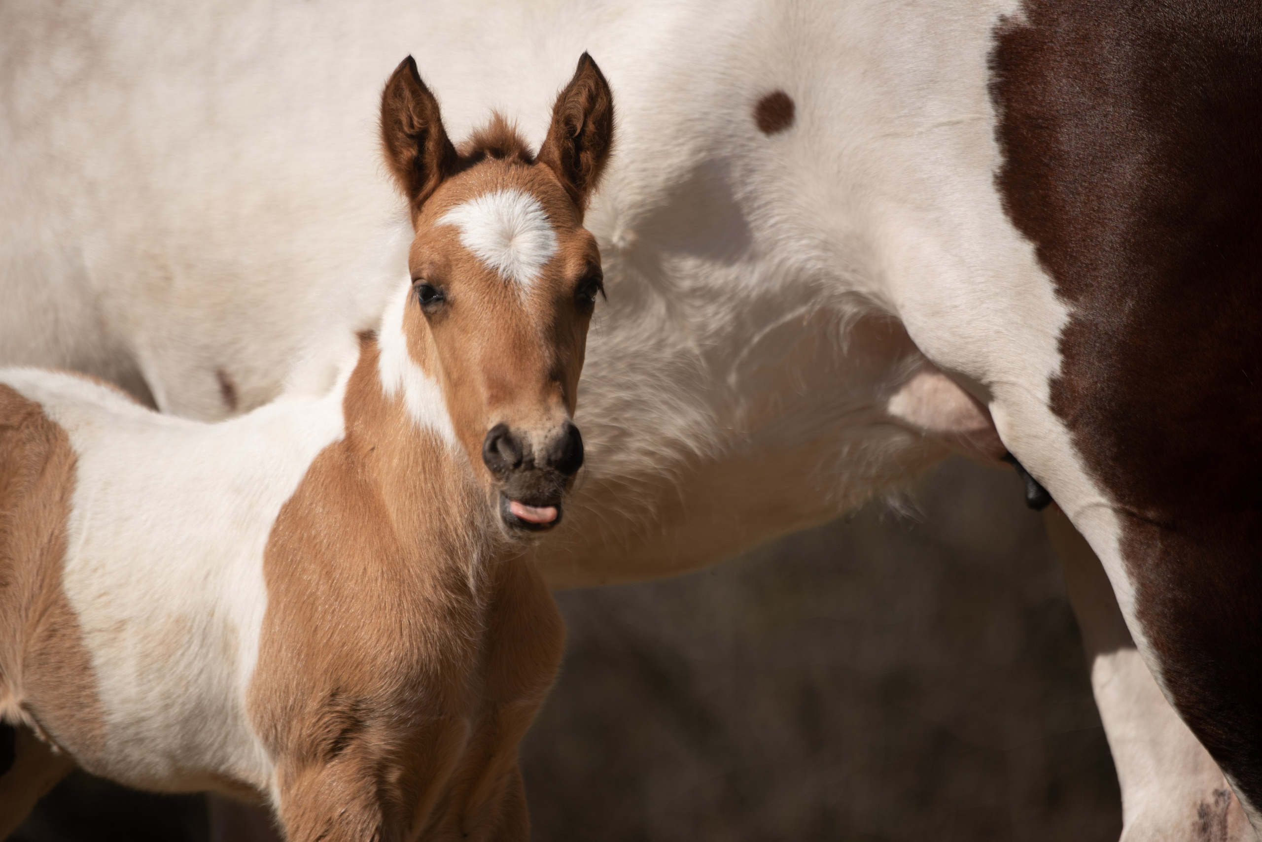 Жеребёнок Митяй. Конный фотограф в Саратове Юлия Иванова
