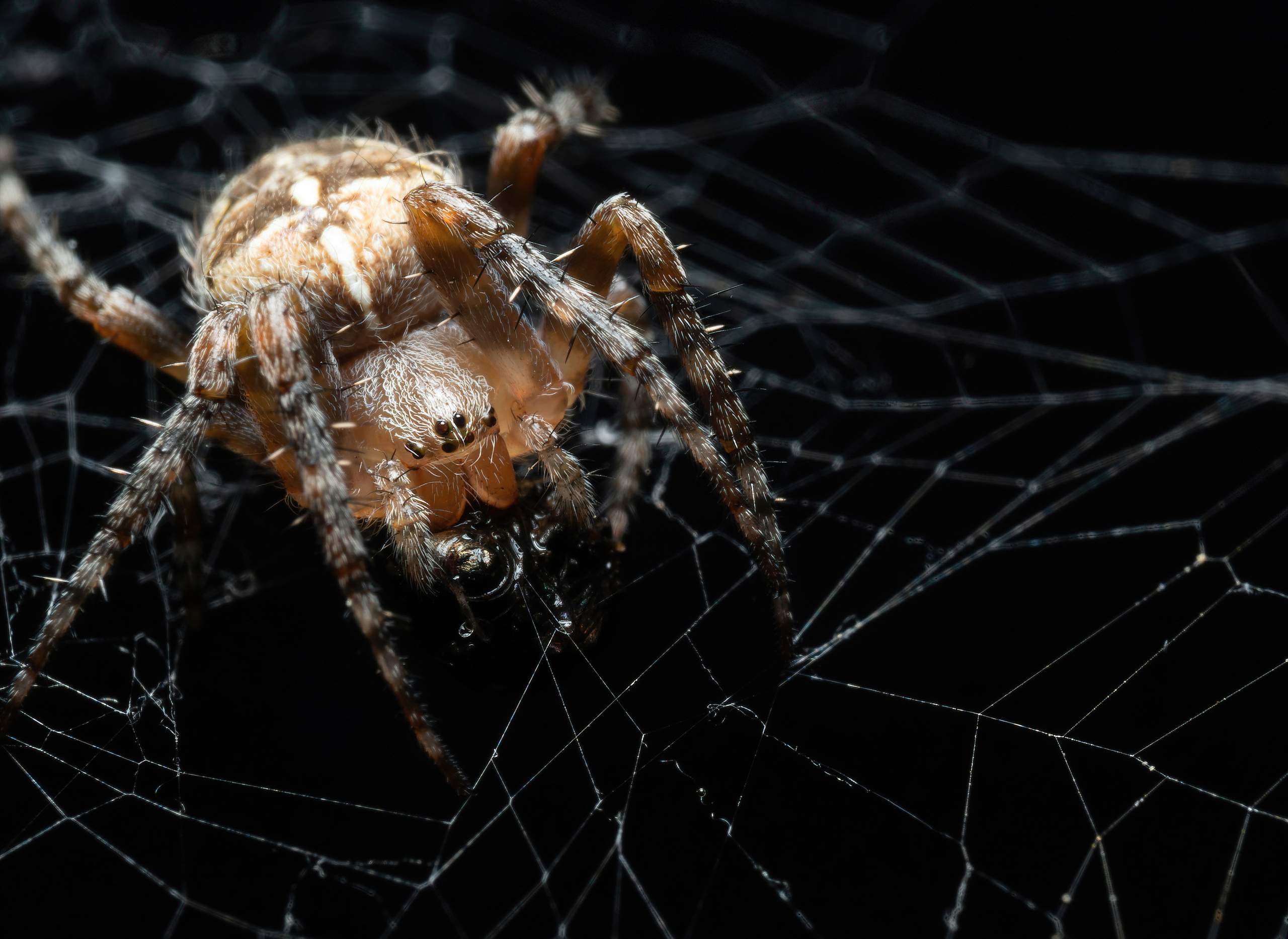 Пауки. Oles Paritskiy