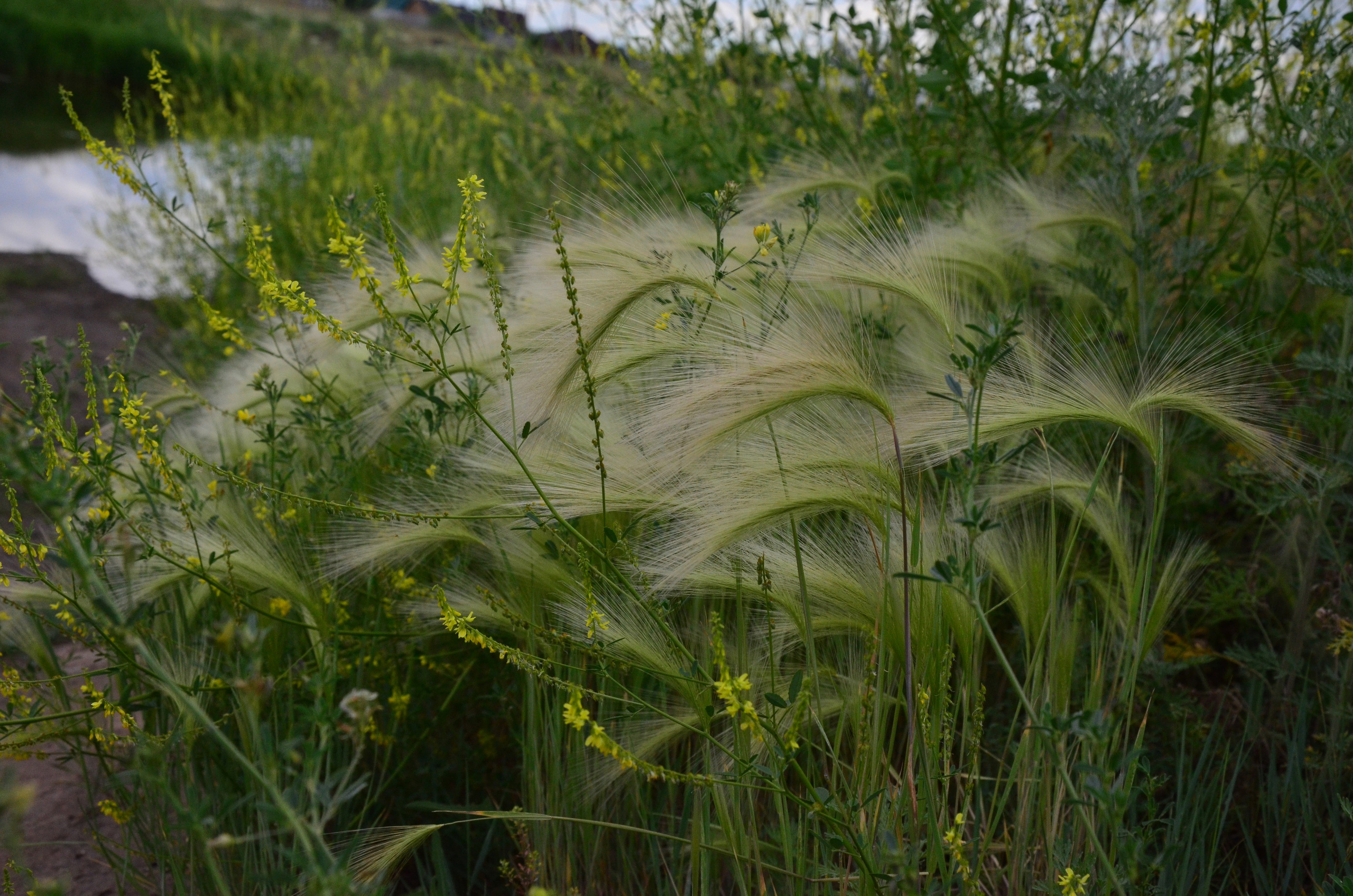 Дары природы. Фотограф viktor viktor