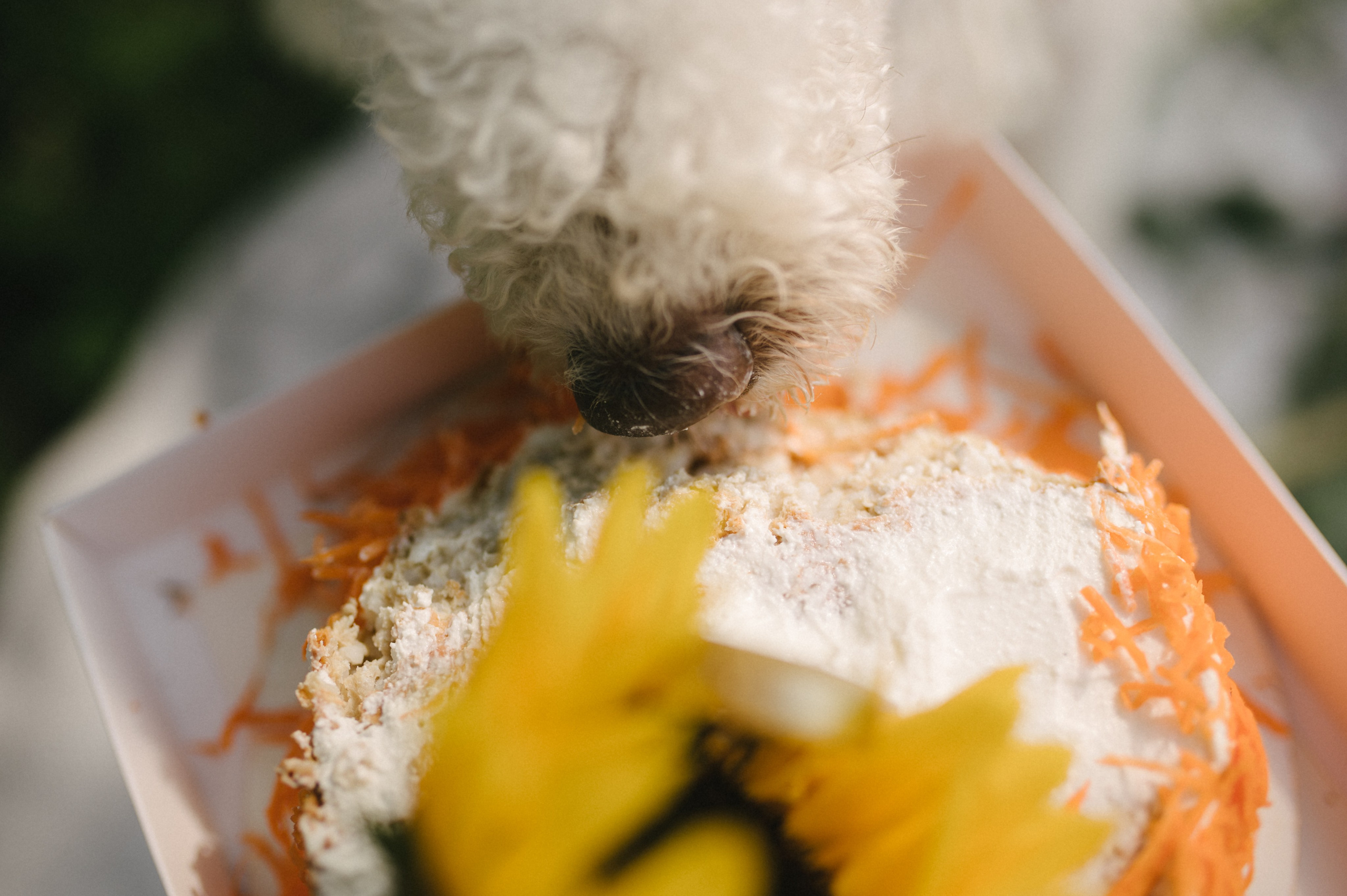 Лиза и Каспер. Фотограф анималист в Москве Ольга Агушева