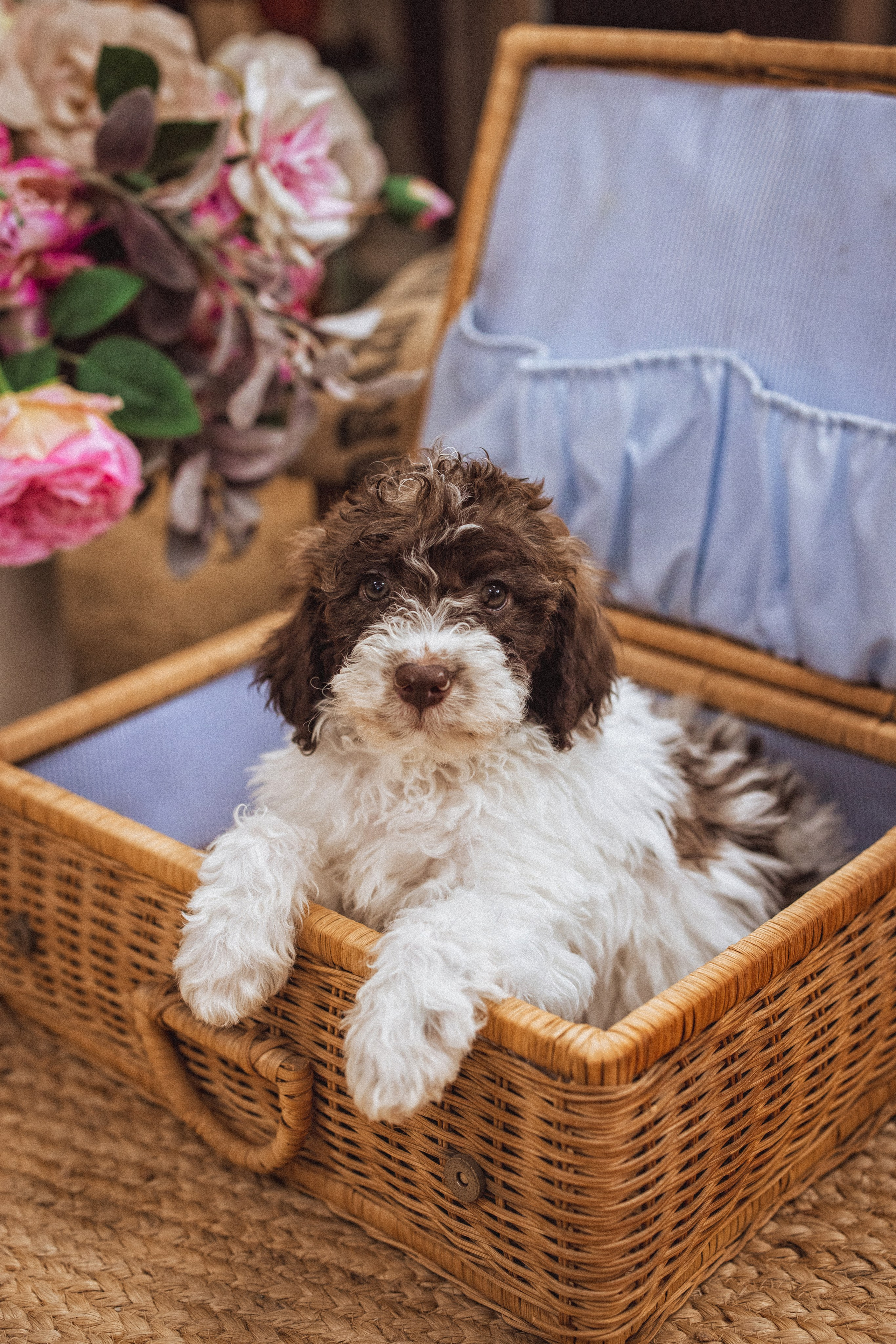 Фотосессия с щенками Лаго́тто-романьо́ло, в Винтажной фотостудии город Краснодар. Семейный и детский фотограф в Краснодаре Анна Трашкова