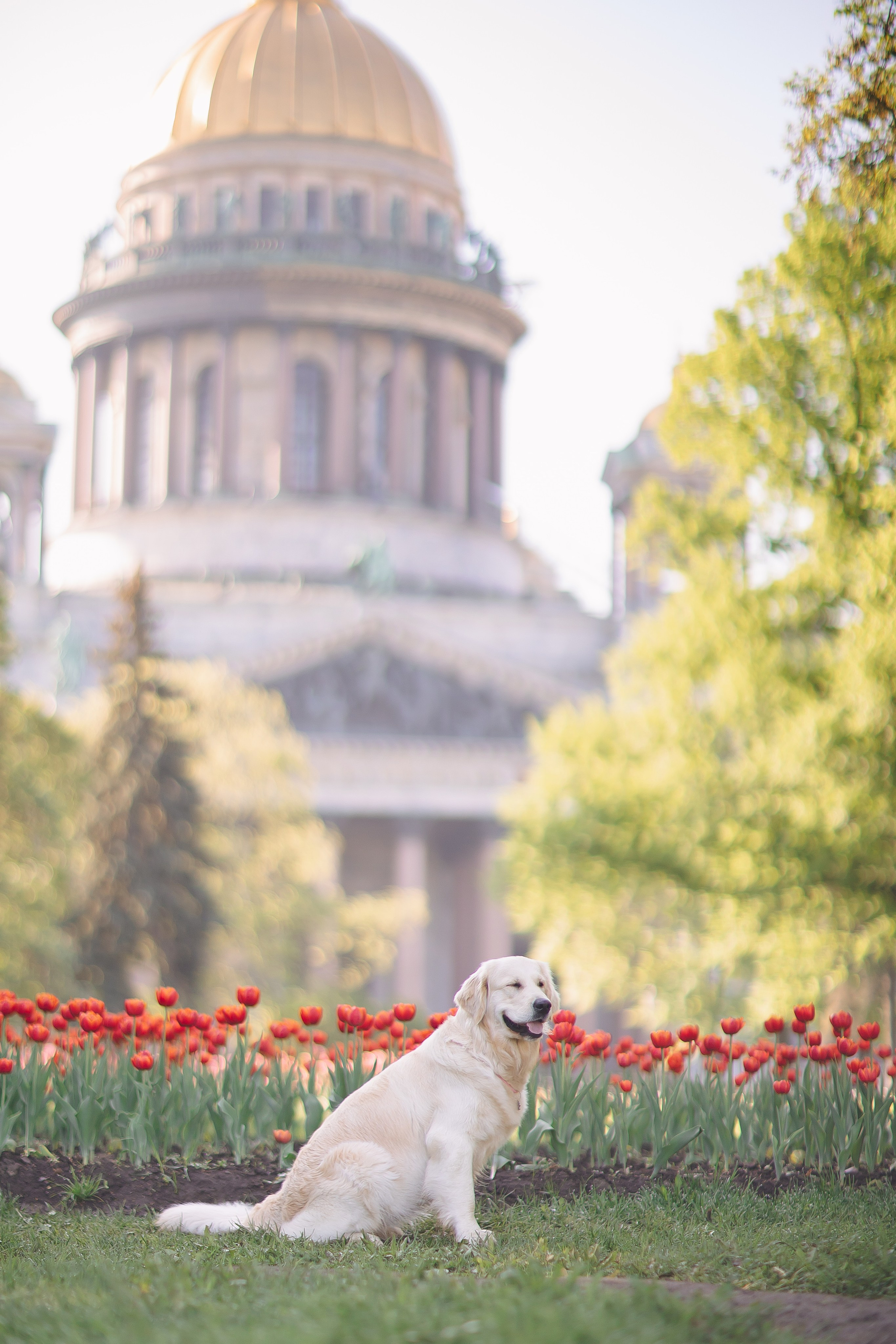 Золотистый ретривер Мона, Питер. Свадебный и женский фотограф