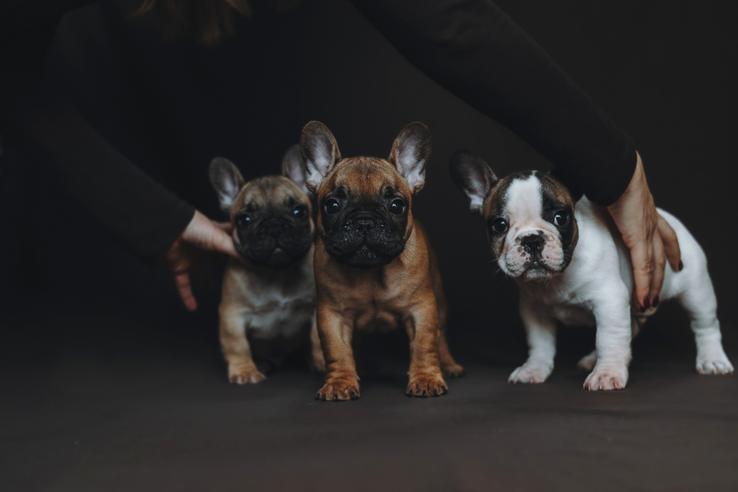 Щеночки. Фотограф — анималист Владивосток, Алина