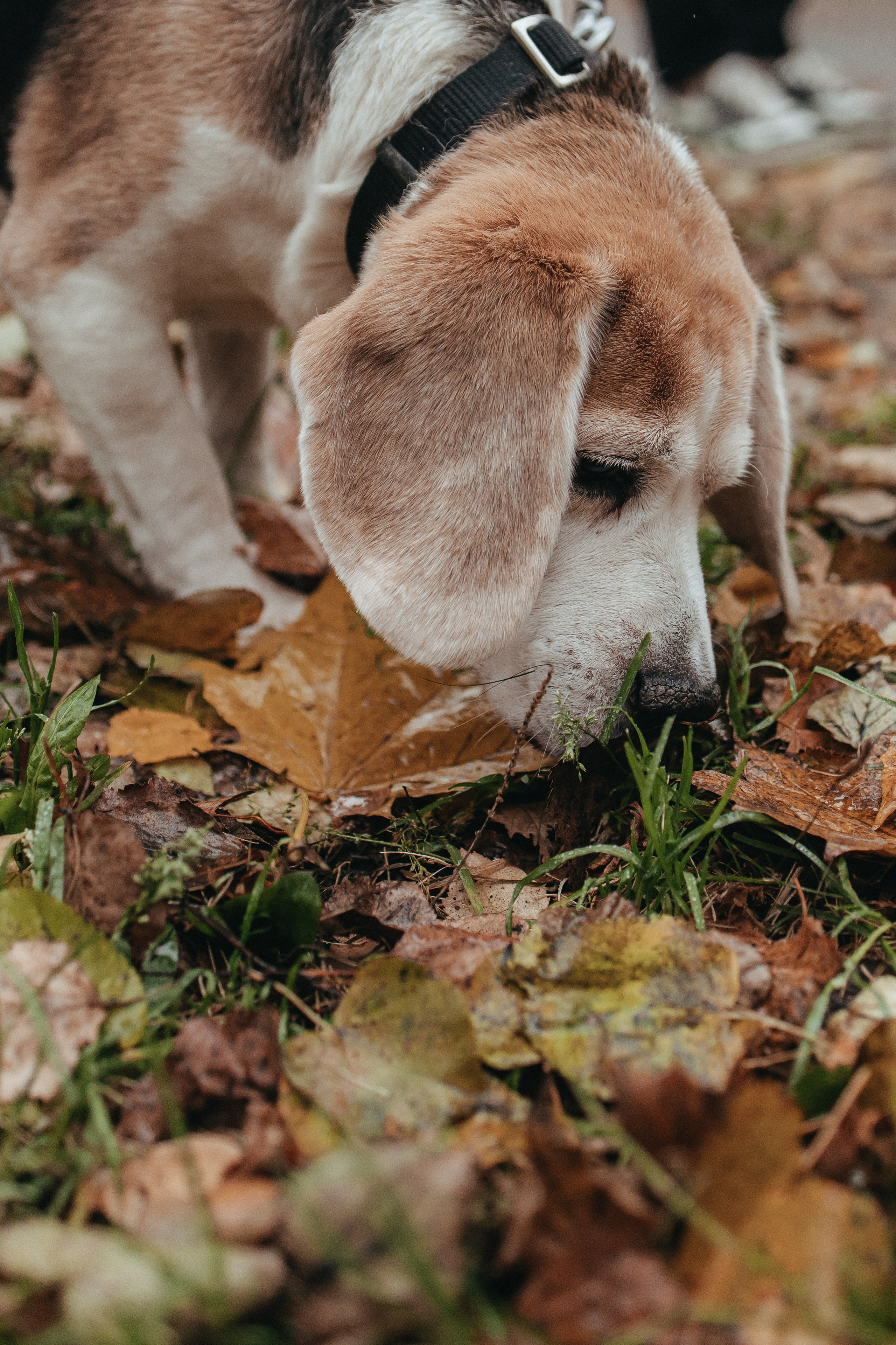 Семейная фотосессия с собакой. Семейный фотограф в Москве, Щелково, Фрязино _ Виктория Степанова