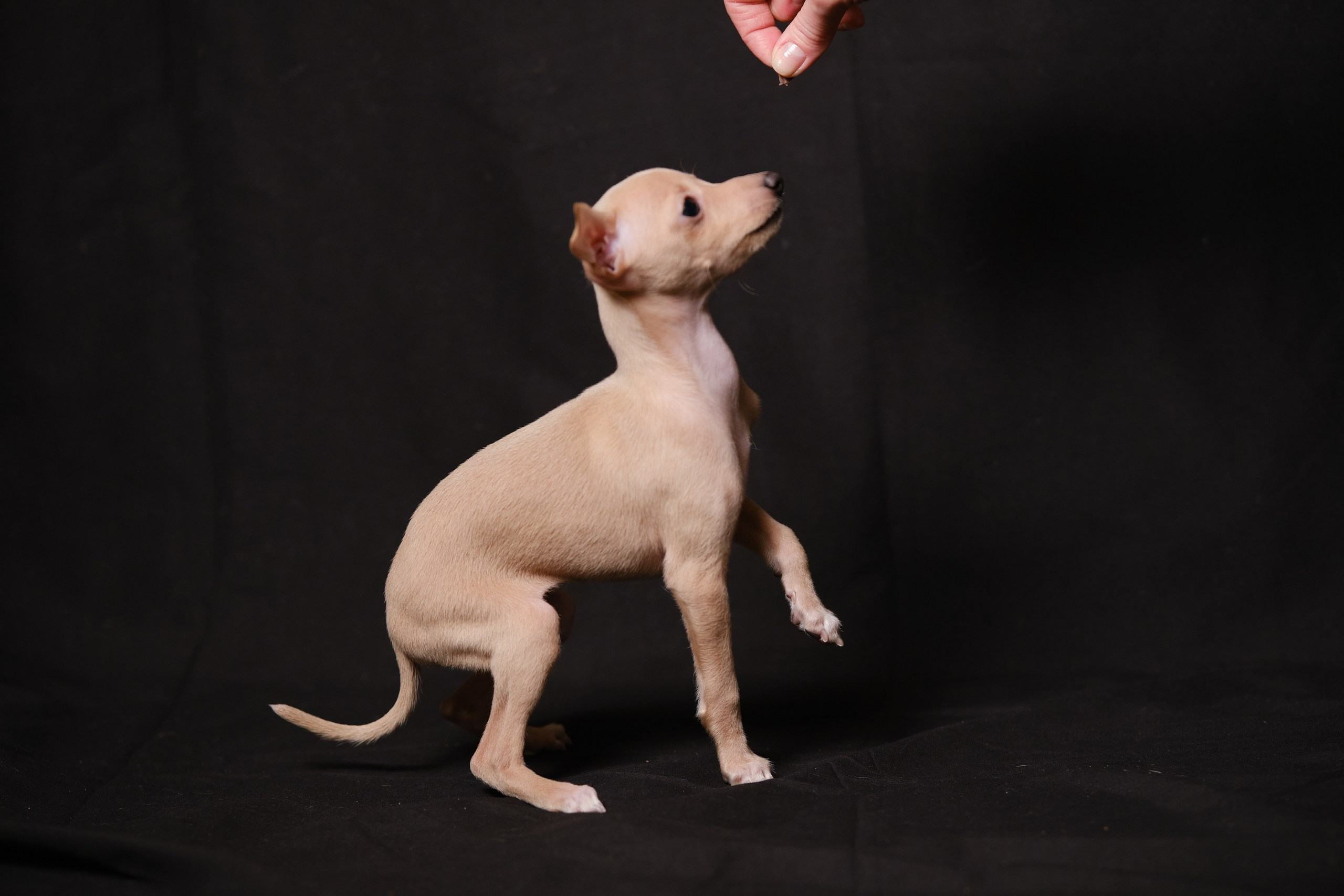 Кремовые детки. Профессиональный питомник левреток РКФ/FCI ASTI SAPPHIRE 💎 Сочи|Санкт-Петербург