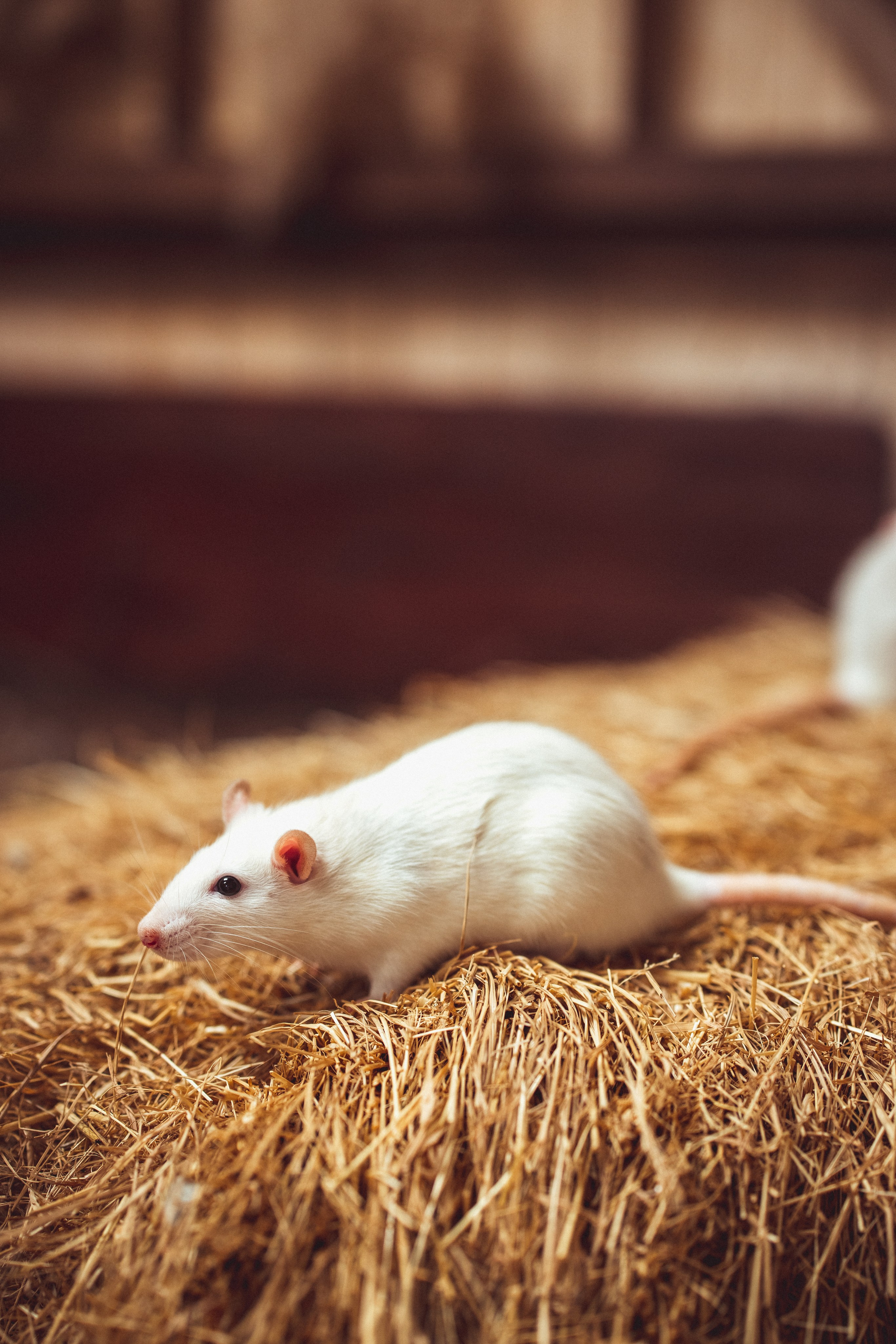 «ЗОЛУШКА». Семейный и детский фотограф в Краснодаре Анна Трашкова